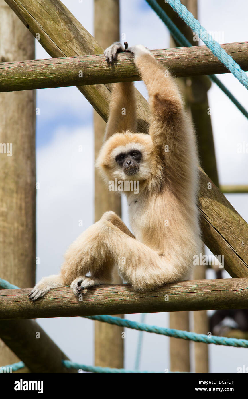 White Handed Gibbon or Lar Gibbon climbing at South Lakes Wild Animal Park Stock Photo