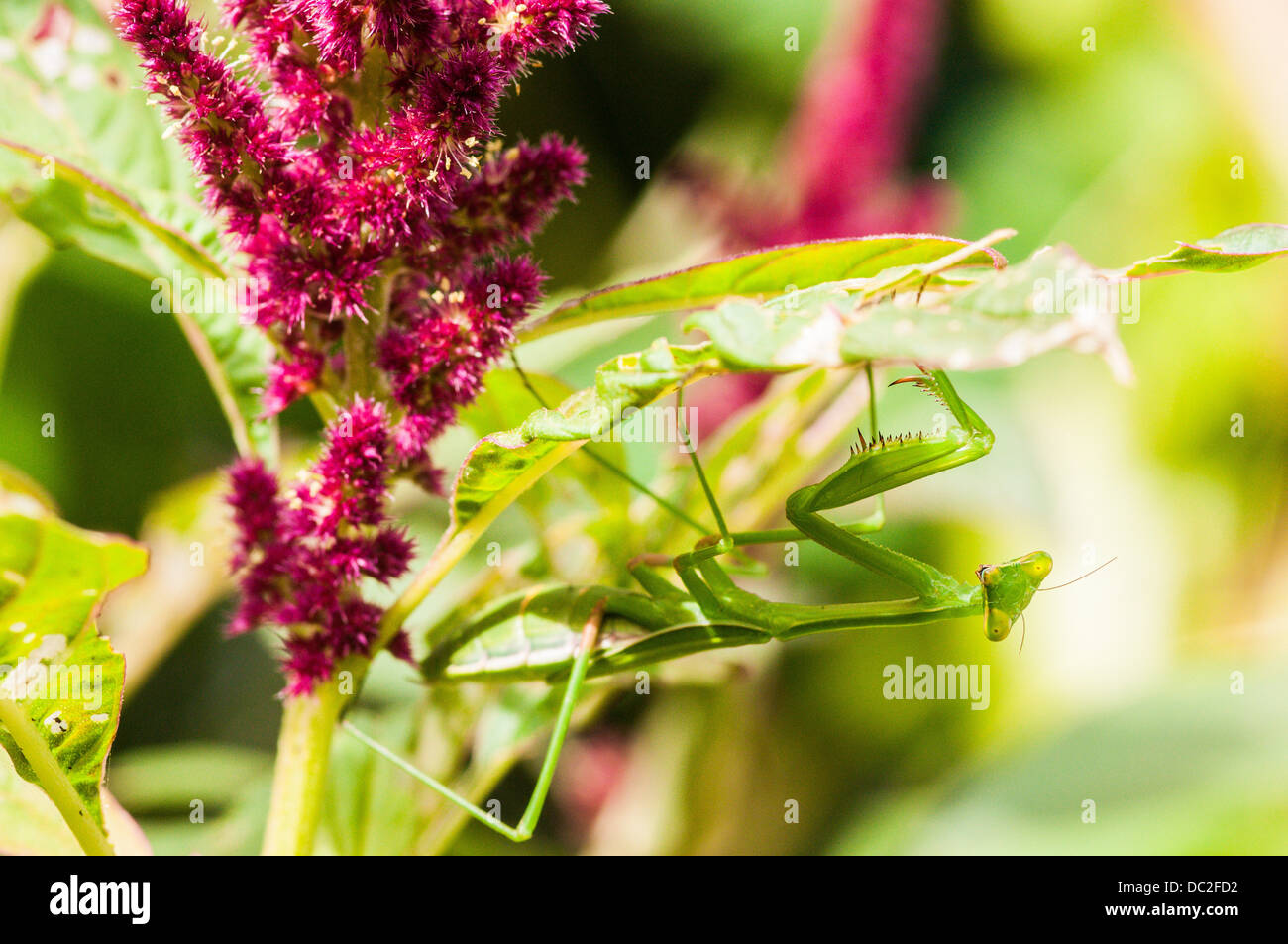 Preying Mantis on Amaranths, Brisbane, Queensland, Australia Stock