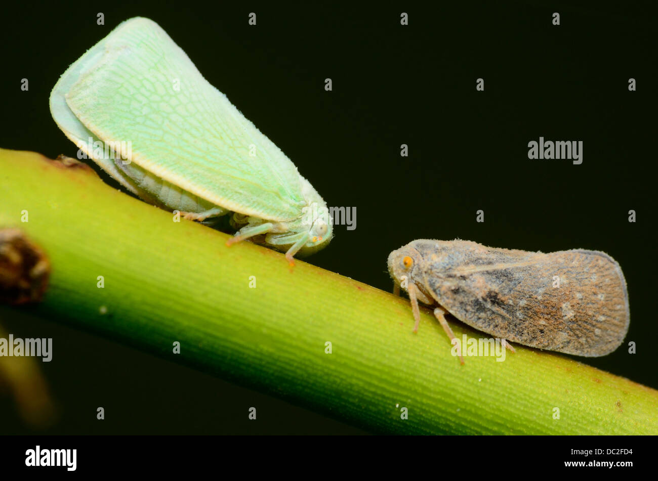 Macro shot of two Leafhoppers insect perched on a green plant stem. Stock Photo