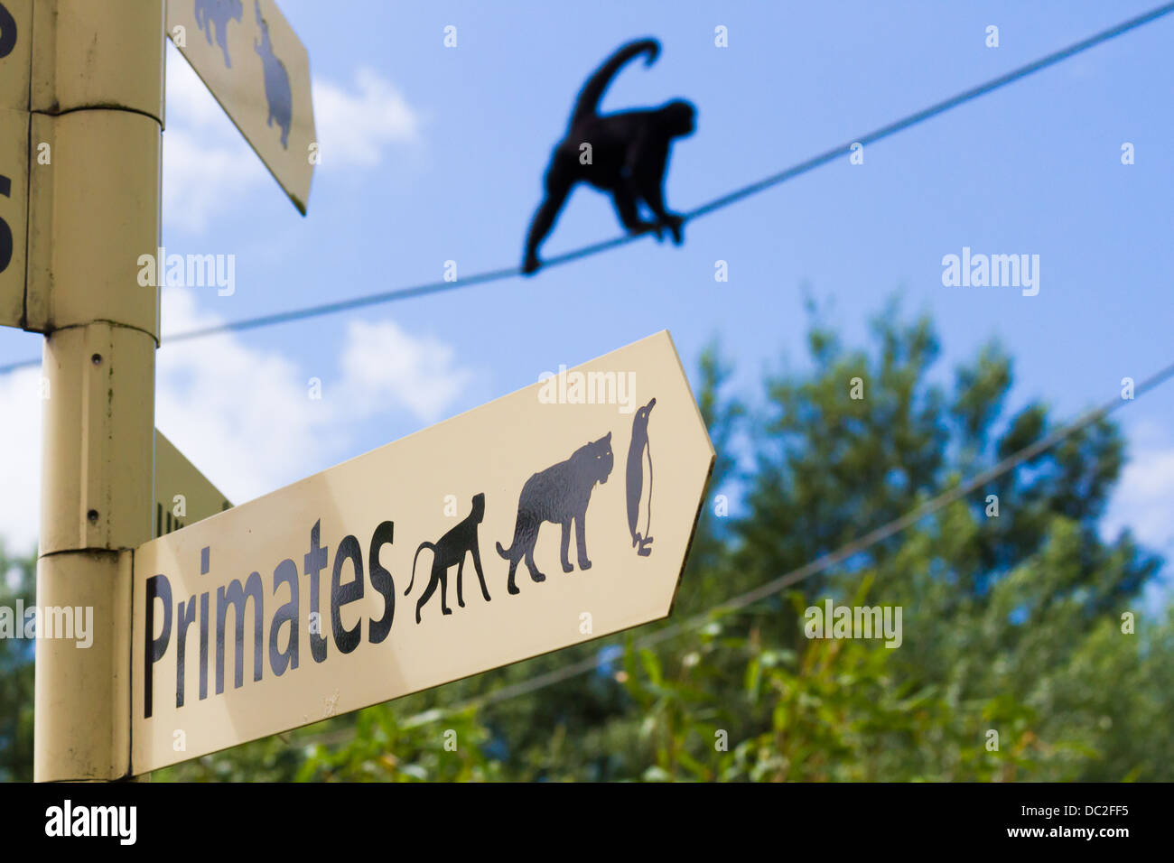 Columbian Spider Monkey swinging from rope at South Lakes Wild Animal Park Stock Photo
