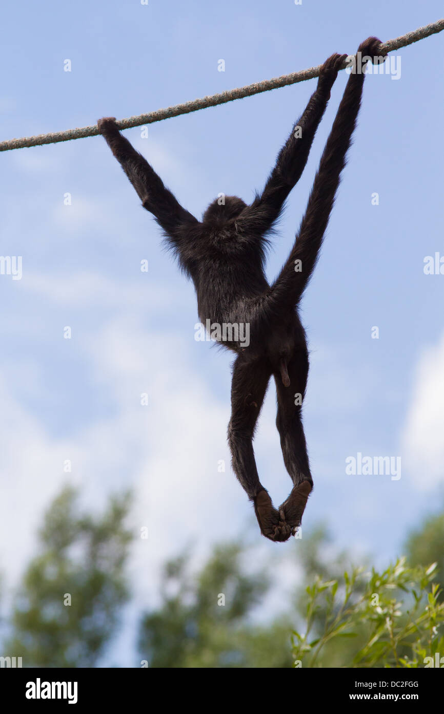 Columbian Spider Monkey swinging from rope at South Lakes Wild Animal Park Stock Photo