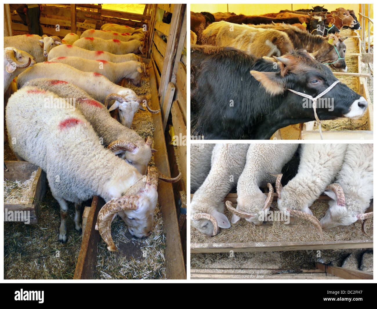 Sheep and cows Stock Photo Alamy