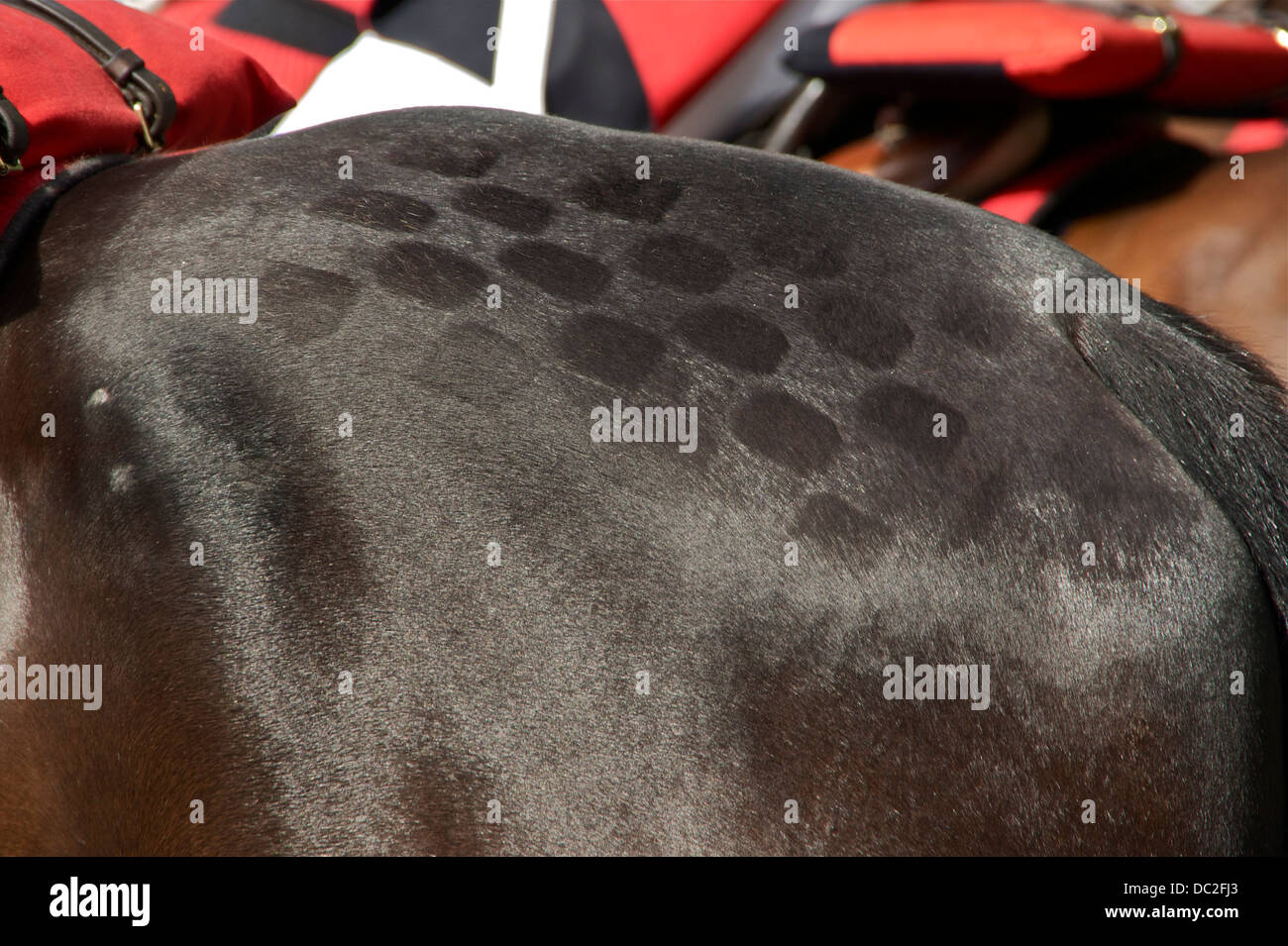 Quarter marks on horse hires stock photography and images Alamy