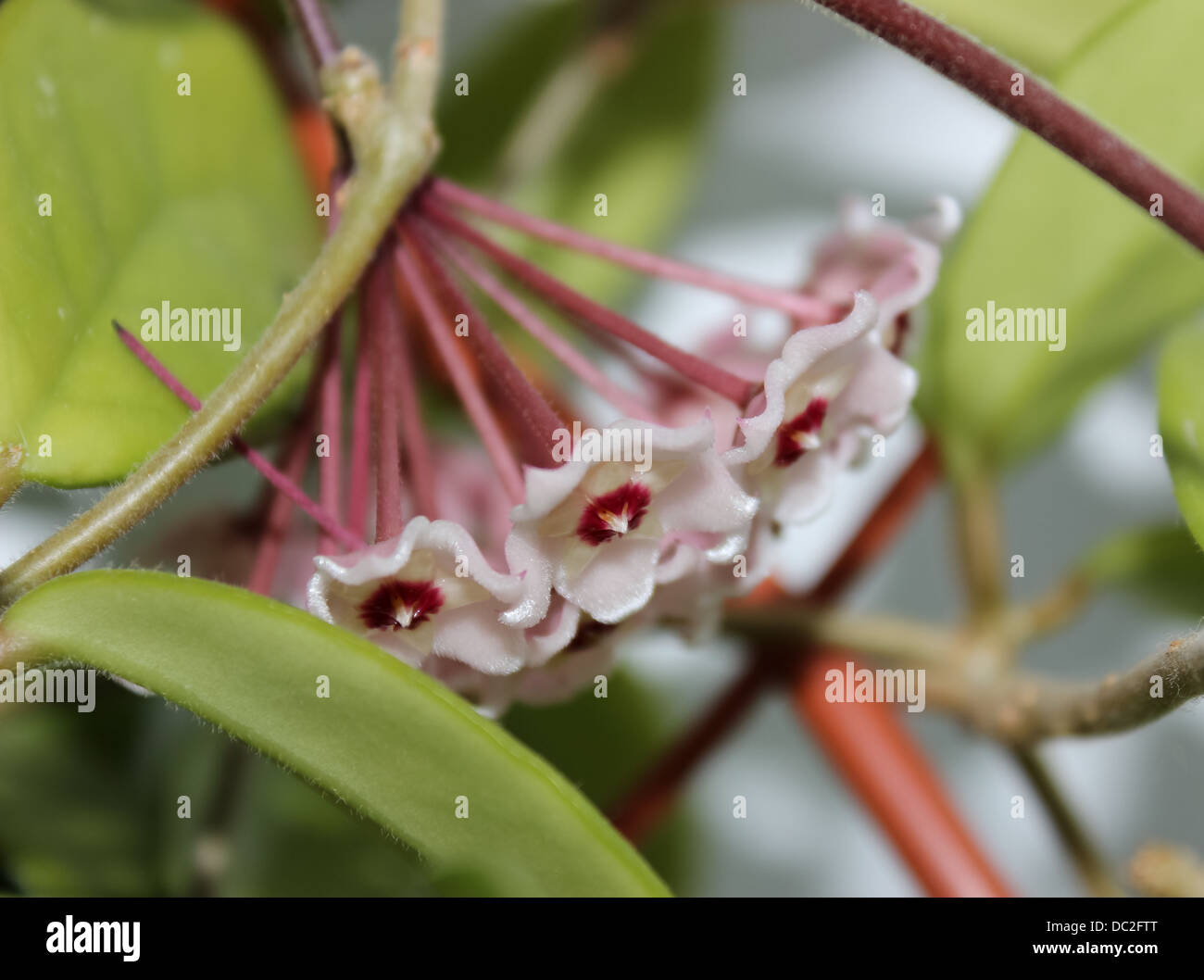 Hoya Flowers Stock Photo
