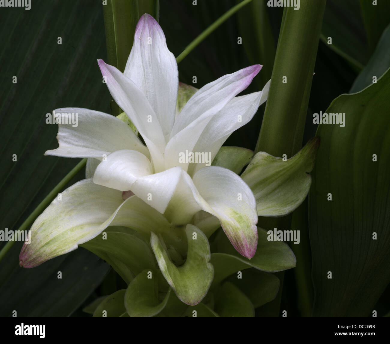 White Ginger Lily Stock Photo Alamy