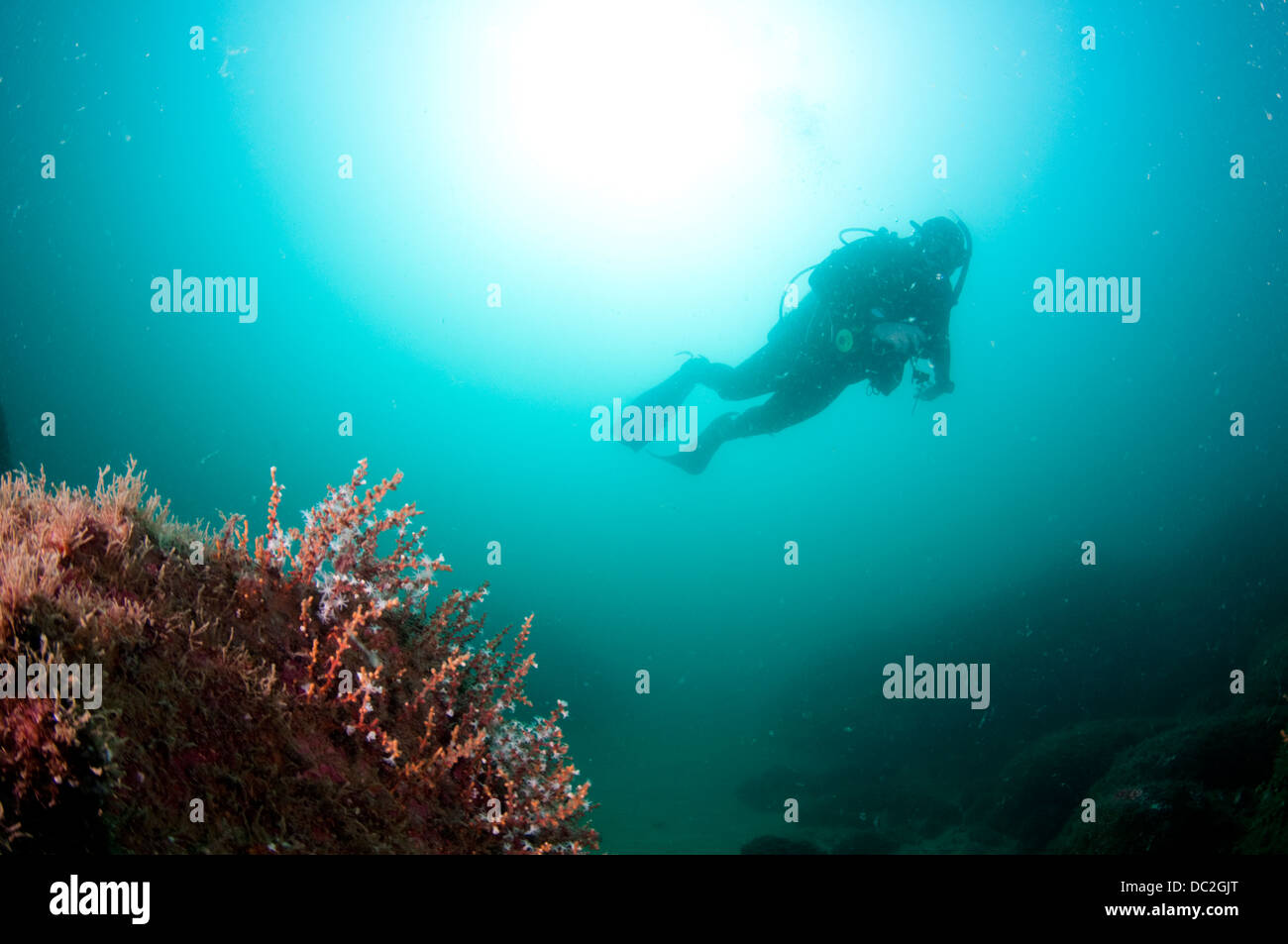 Recreational Scuba diver at Arvoredo island (Ilha do Arvoredo) Biological reserve marine protected area, Santa Catarina, Brazil Stock Photo