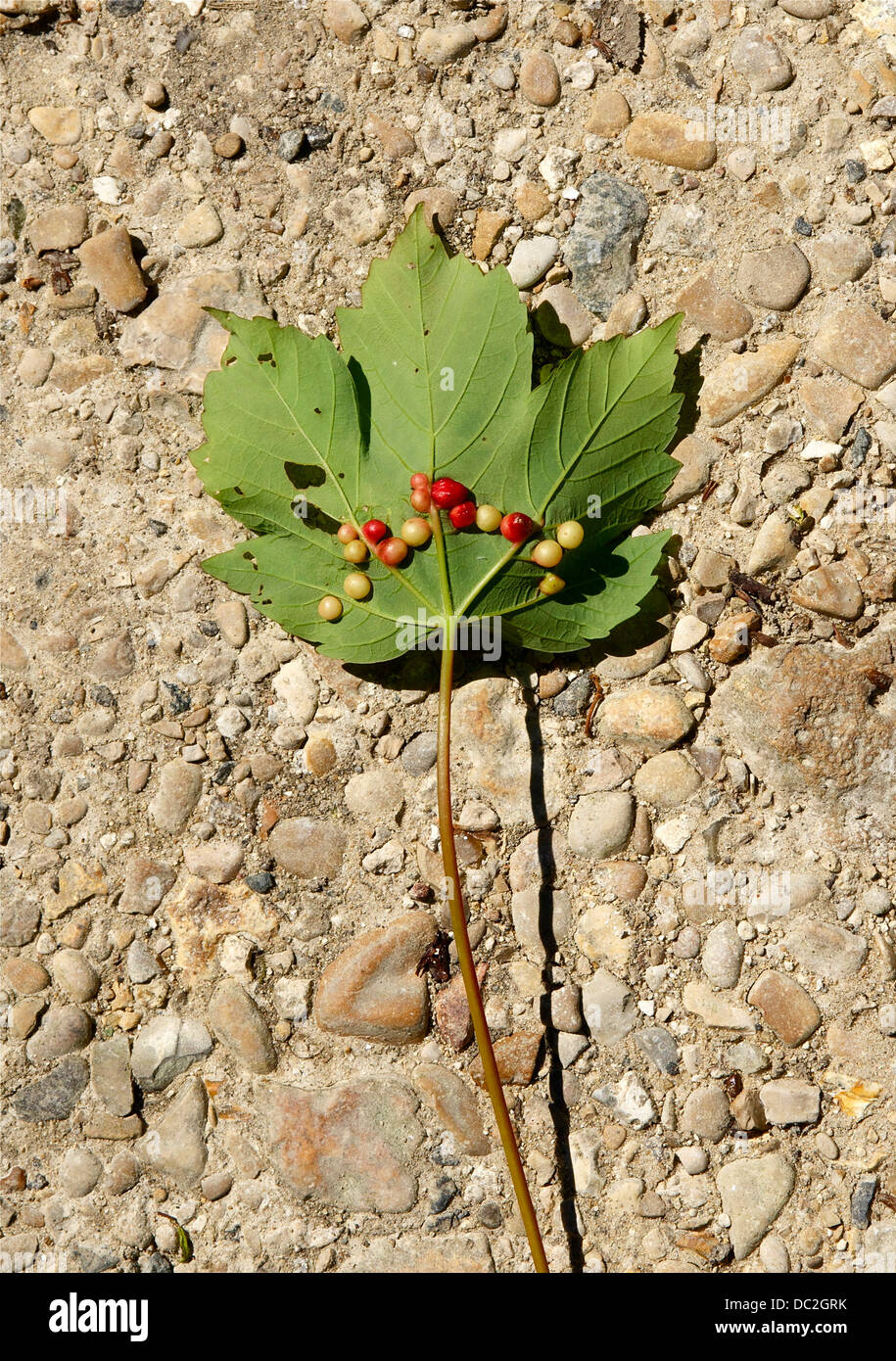 Tree gall hi-res stock photography and images - Alamy