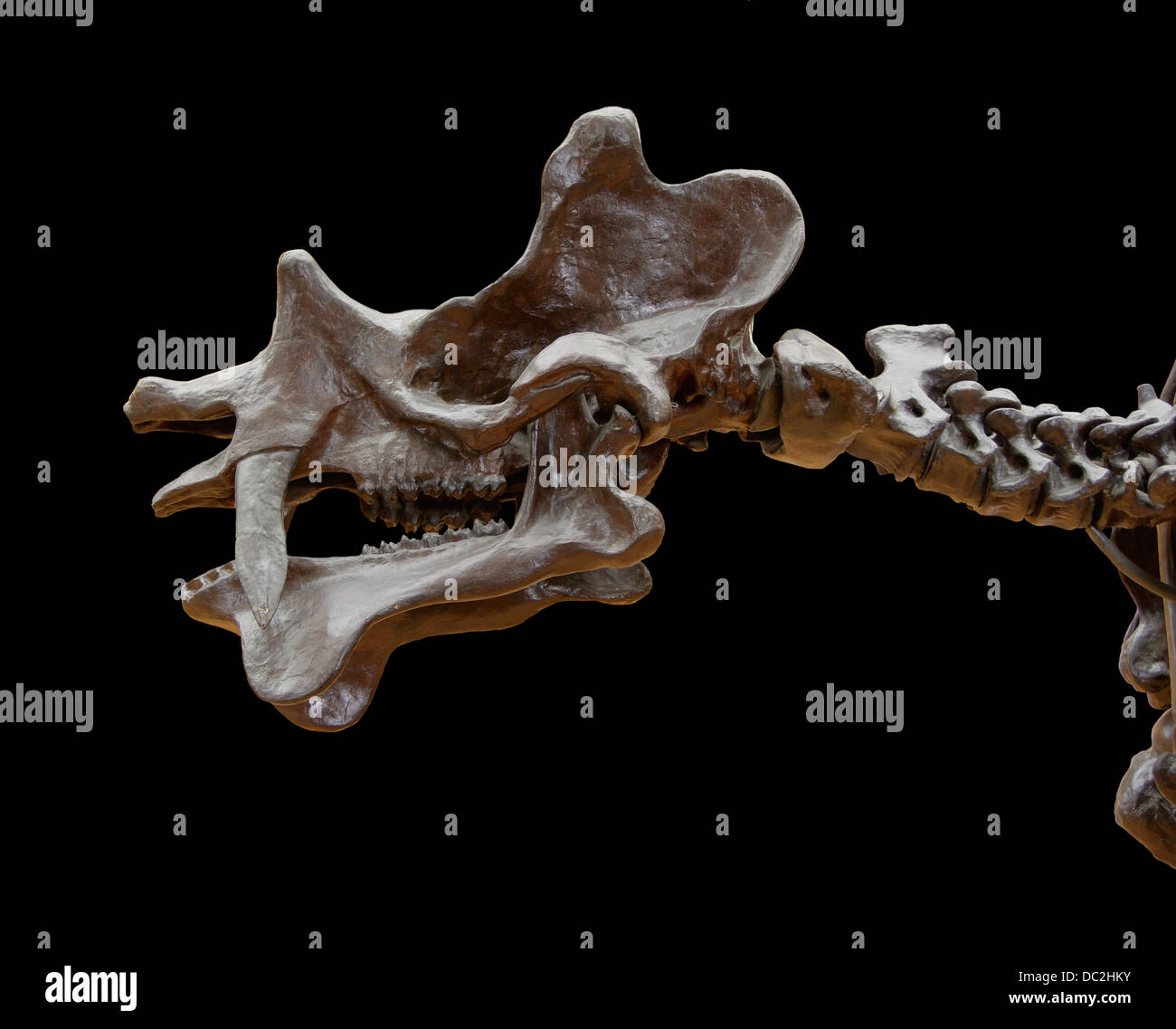 Cast of Uintatherium anceps (Leidy, 1872) - syn. Dinoceras mirabile (Marsh 1872) skull, neck vertebrae. Gift of Professor Marsh Stock Photo