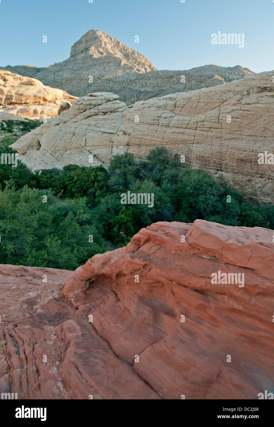 The myriad colors,textures,and shapes of the Mojave desert Stock Photo