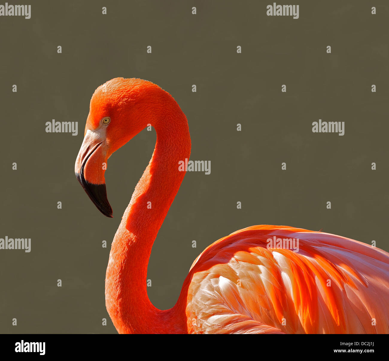 American Flamingo; Zoo of Schönbrunn, Vienna, Austria. Stock Photo
