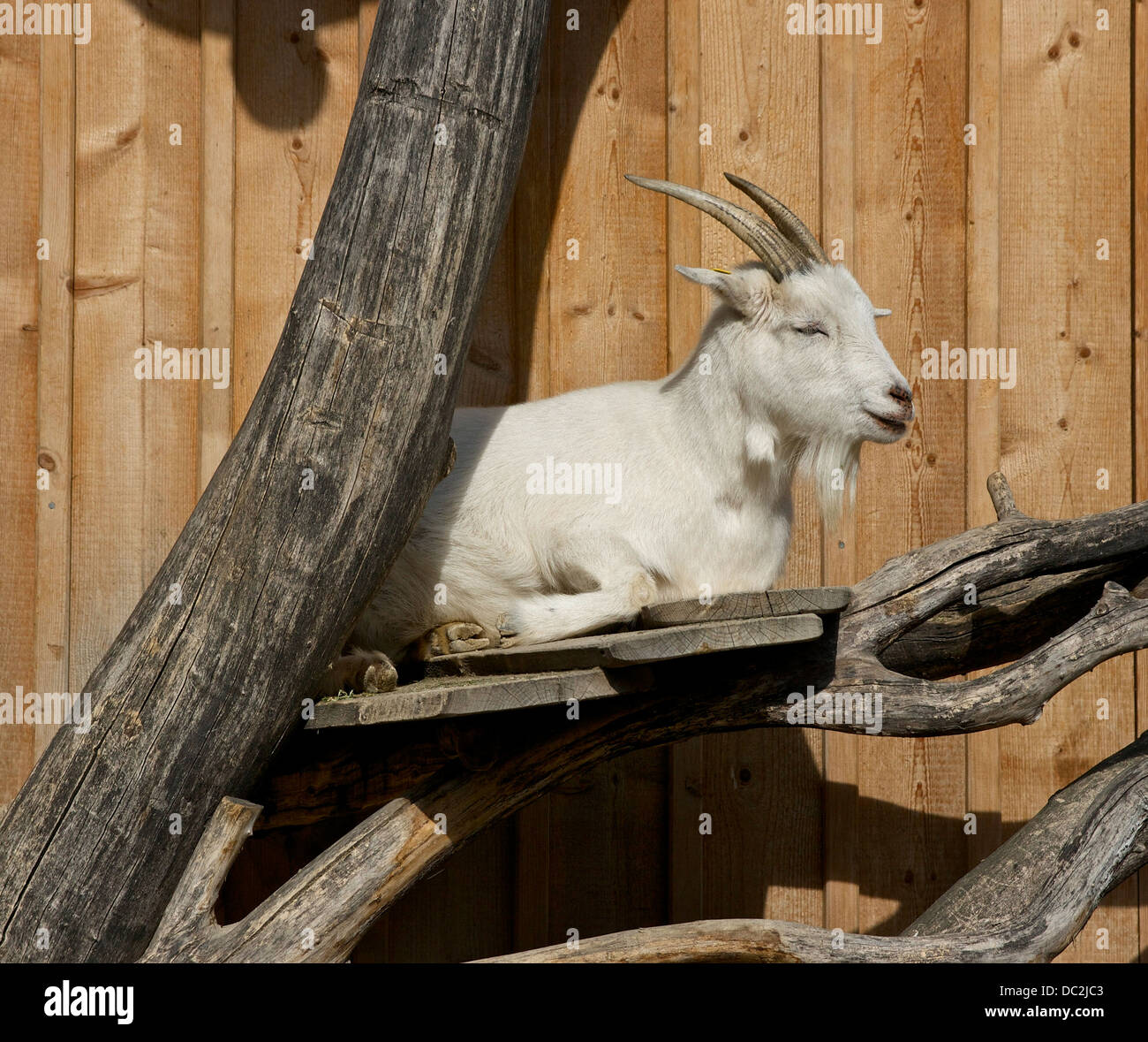 A goat (Capra aegagrus hircus) enjoying the sun, Schönbrunn Tiergarten ...