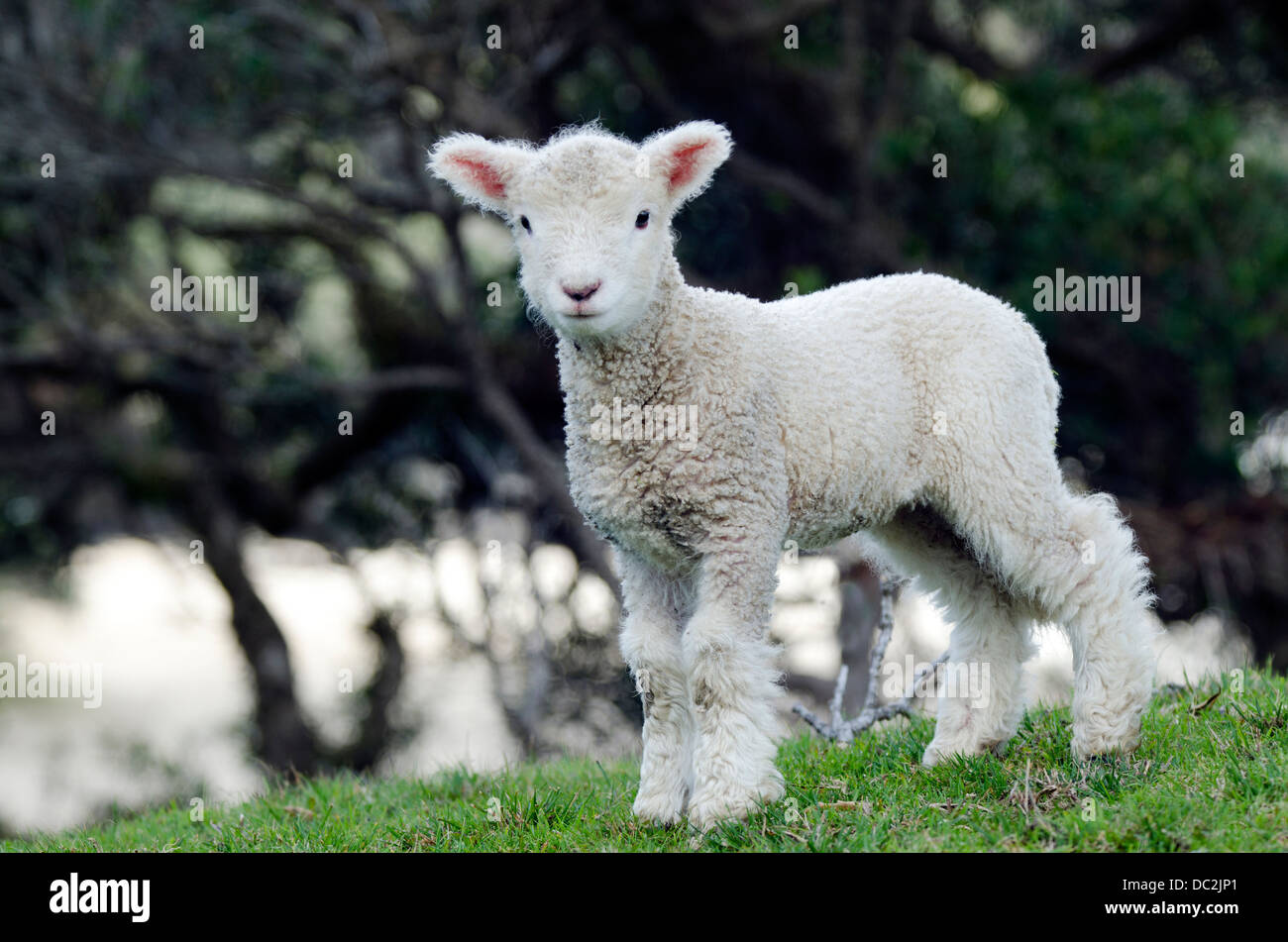 New Zealand Sheep Farming In New Zealand Agriculture Stock Photos & New