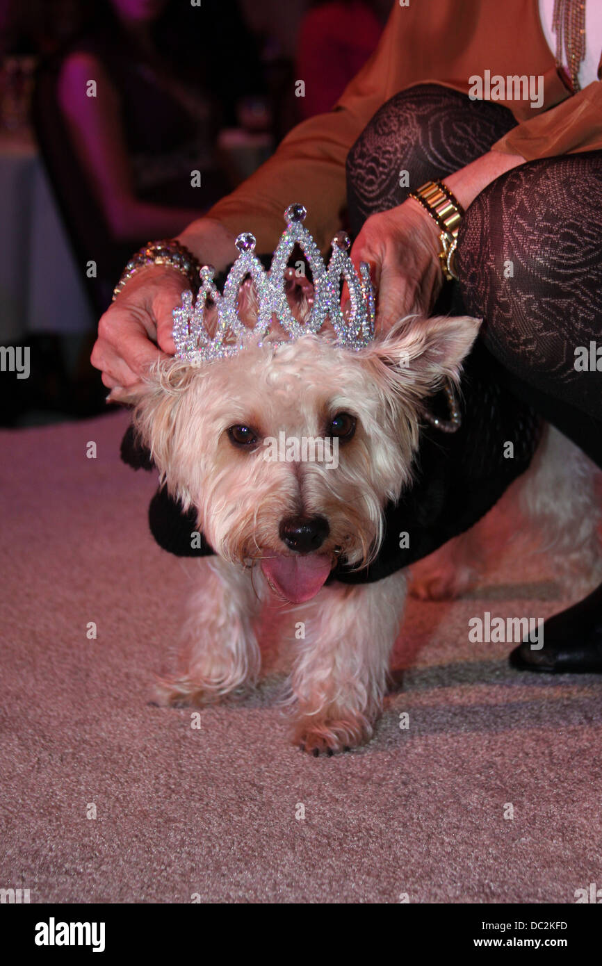 A dog wearing a diamond crown for winning the fashionshow Stock Photo