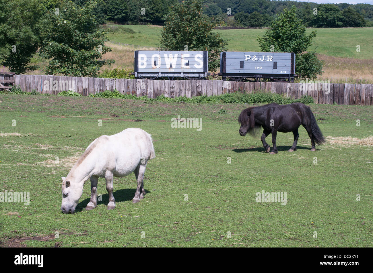 Pit ponies grazing at Beamish Museum, England UK Stock Photo