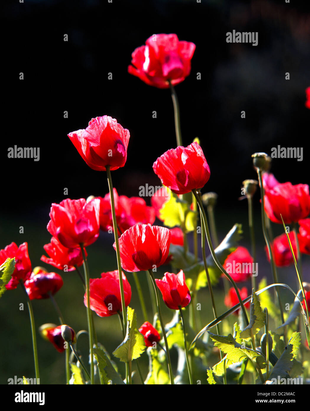 Poppies against a dark background Stock Photo - Alamy