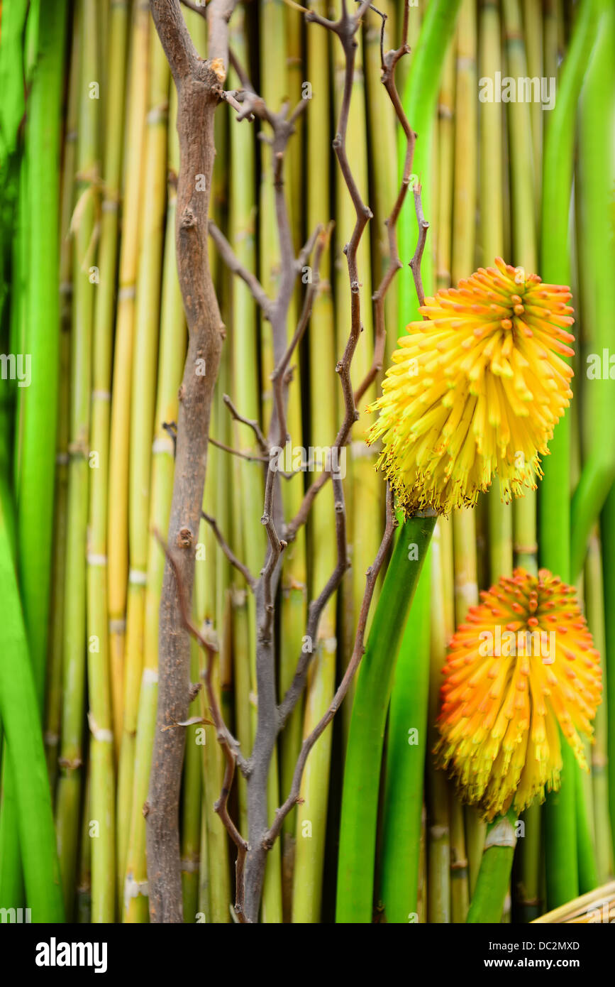 Composition of tropical plants: bamboo, dry branches and yellow exotic flowers Stock Photo