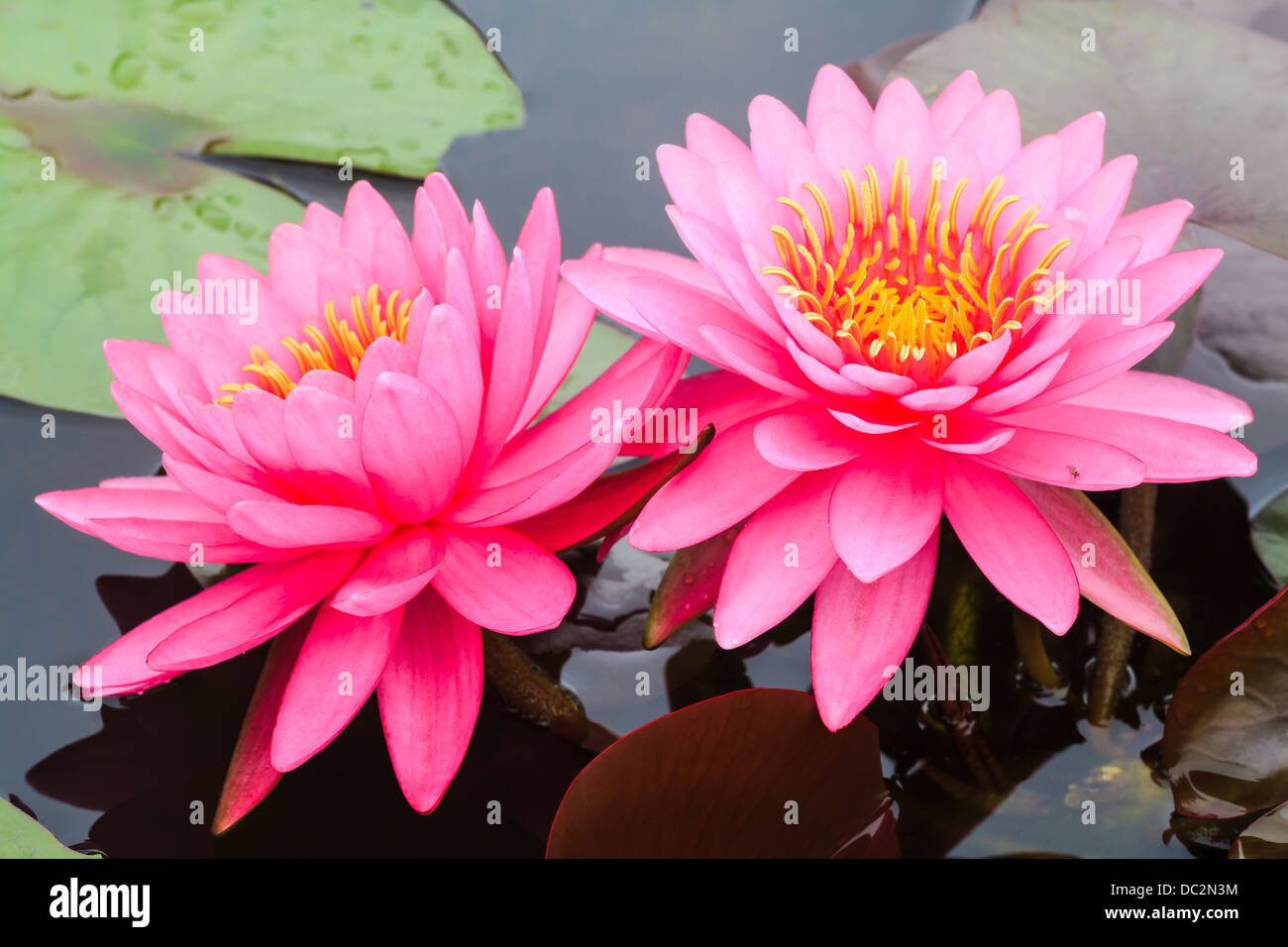 Pink water lily blooming in a pond Stock Photo Alamy