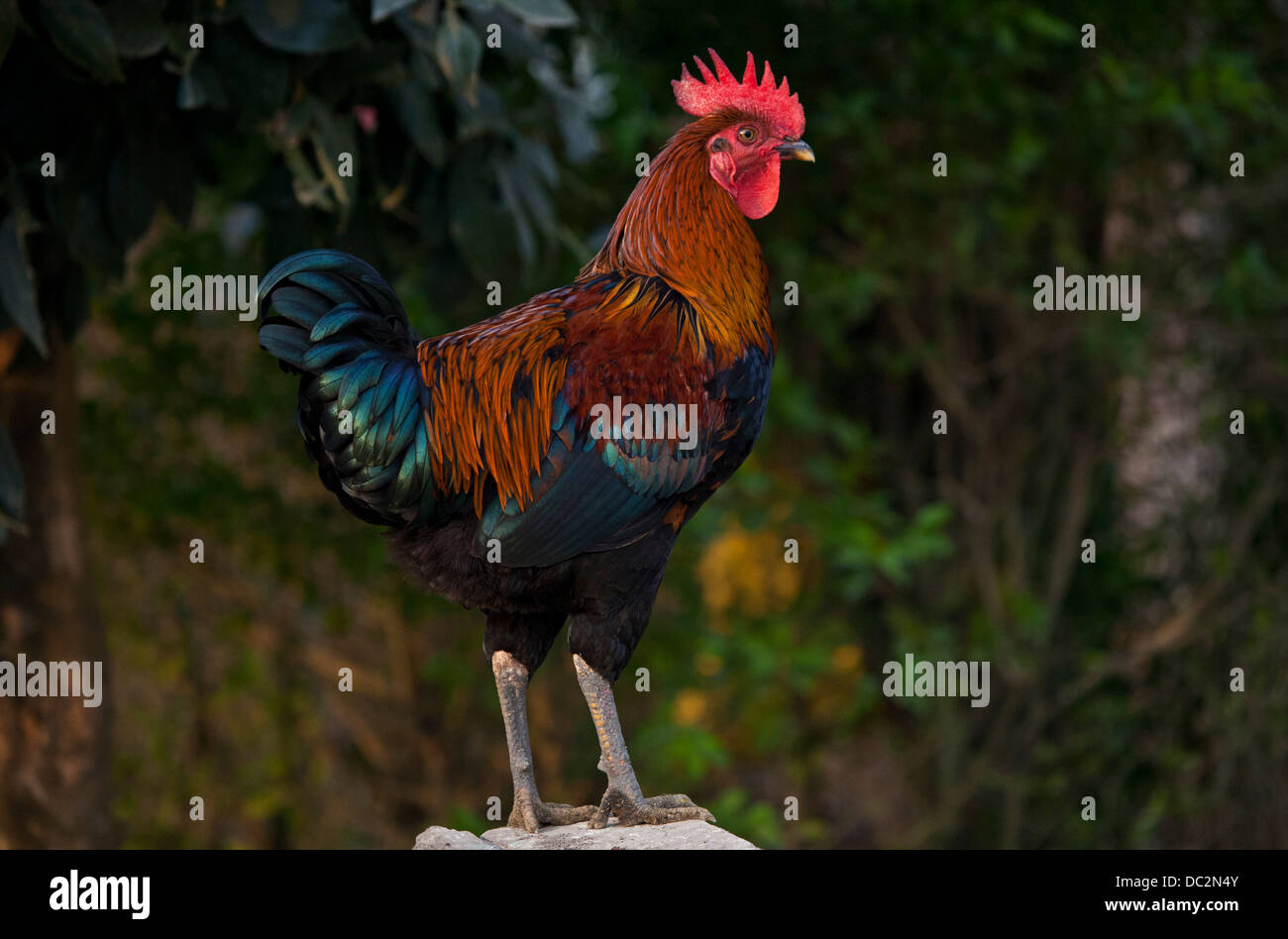 Village rooster near Chitwan National Park, Nepal Stock Photo