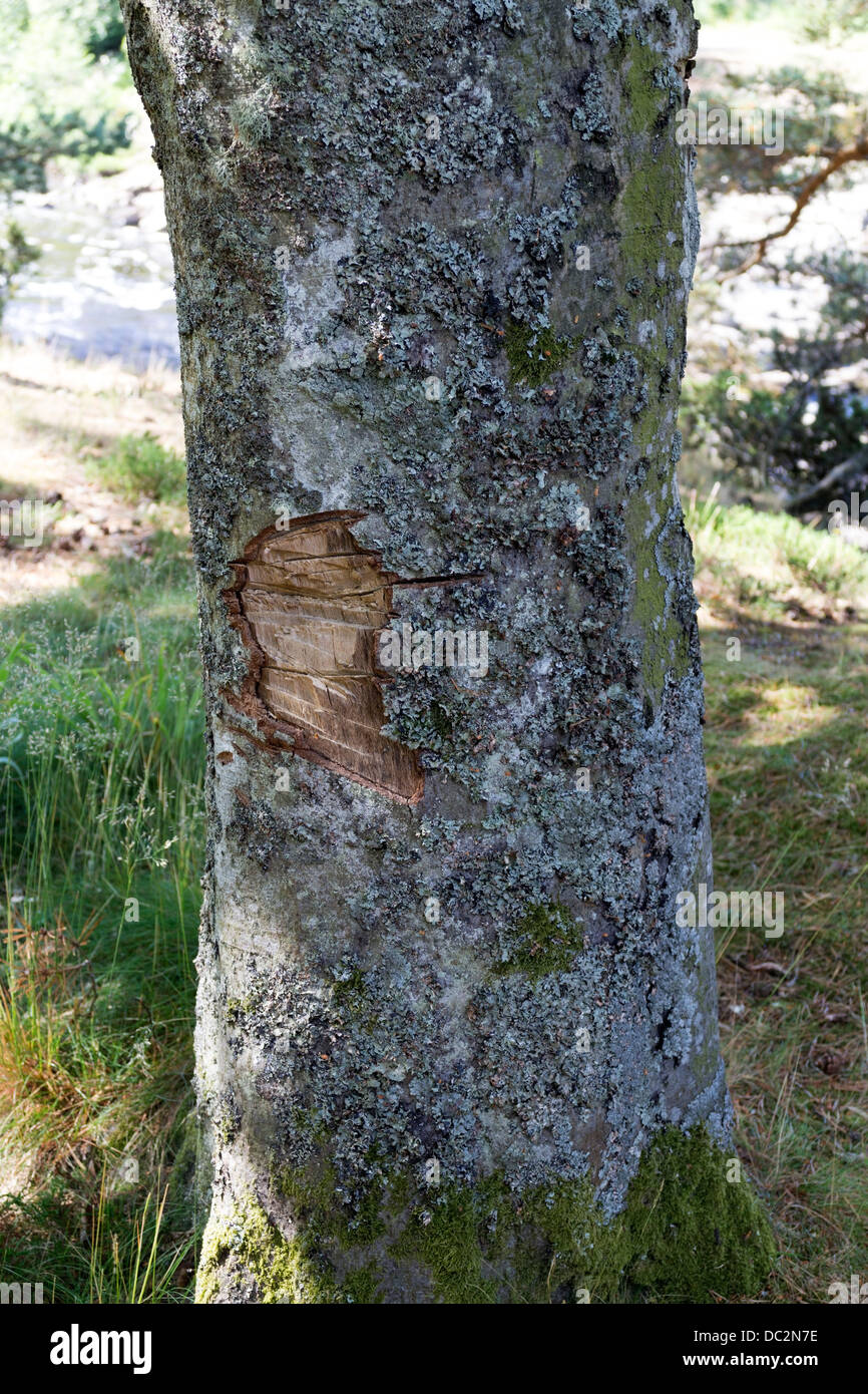 Damage to a Healthy Tree by People Collecting Firewood for Barbeque Fires in UpperTeesdale County Durham UK Stock Photo