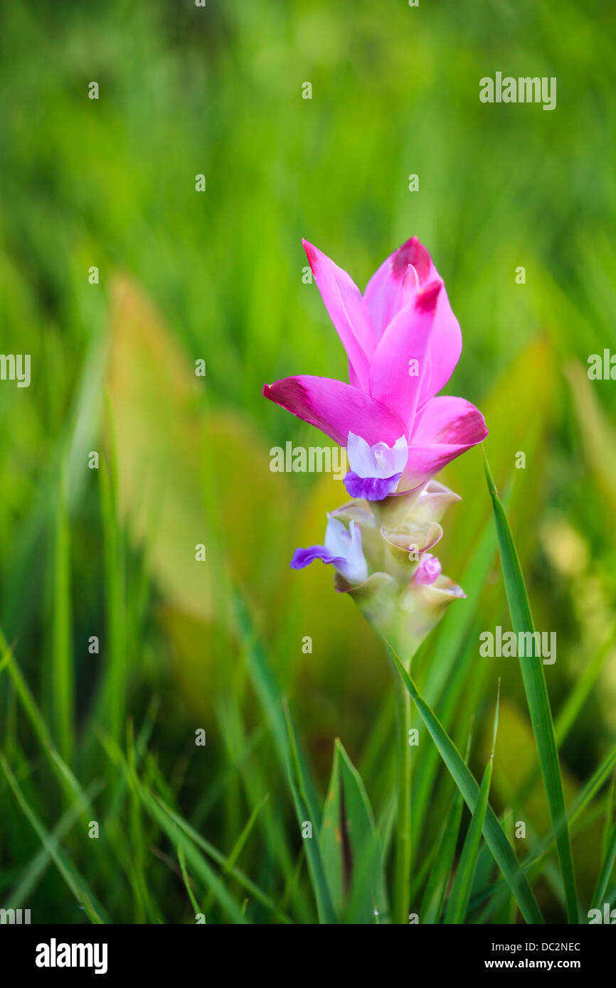 National flower of thailand hi-res stock photography and images - Alamy