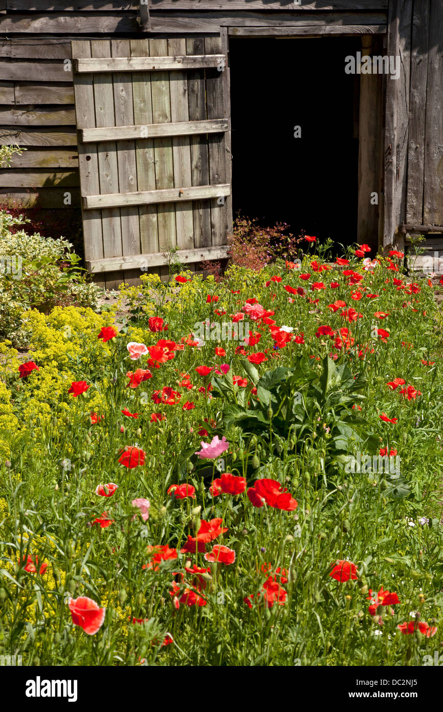 Poppies growing garden hi-res stock photography and images - Alamy