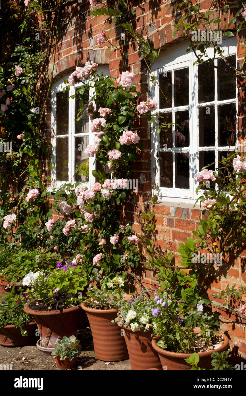 Roses around windows and flower pots outside red brick English Cottage