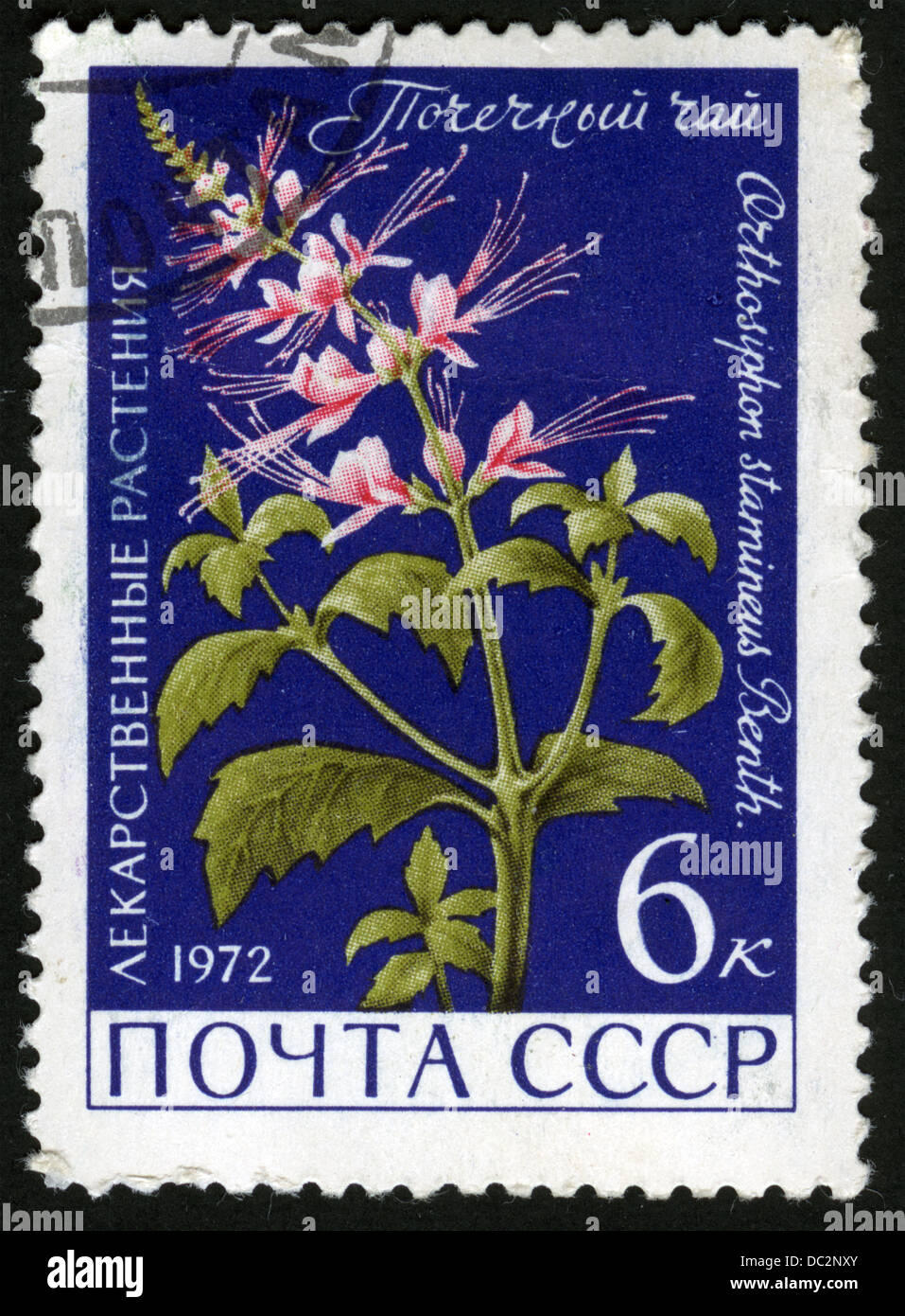USSR,post mark,stamp,postage stamps,,flowers, plants, flora,flower,1972,Medicinal plants,Kidney Tea Stock Photo