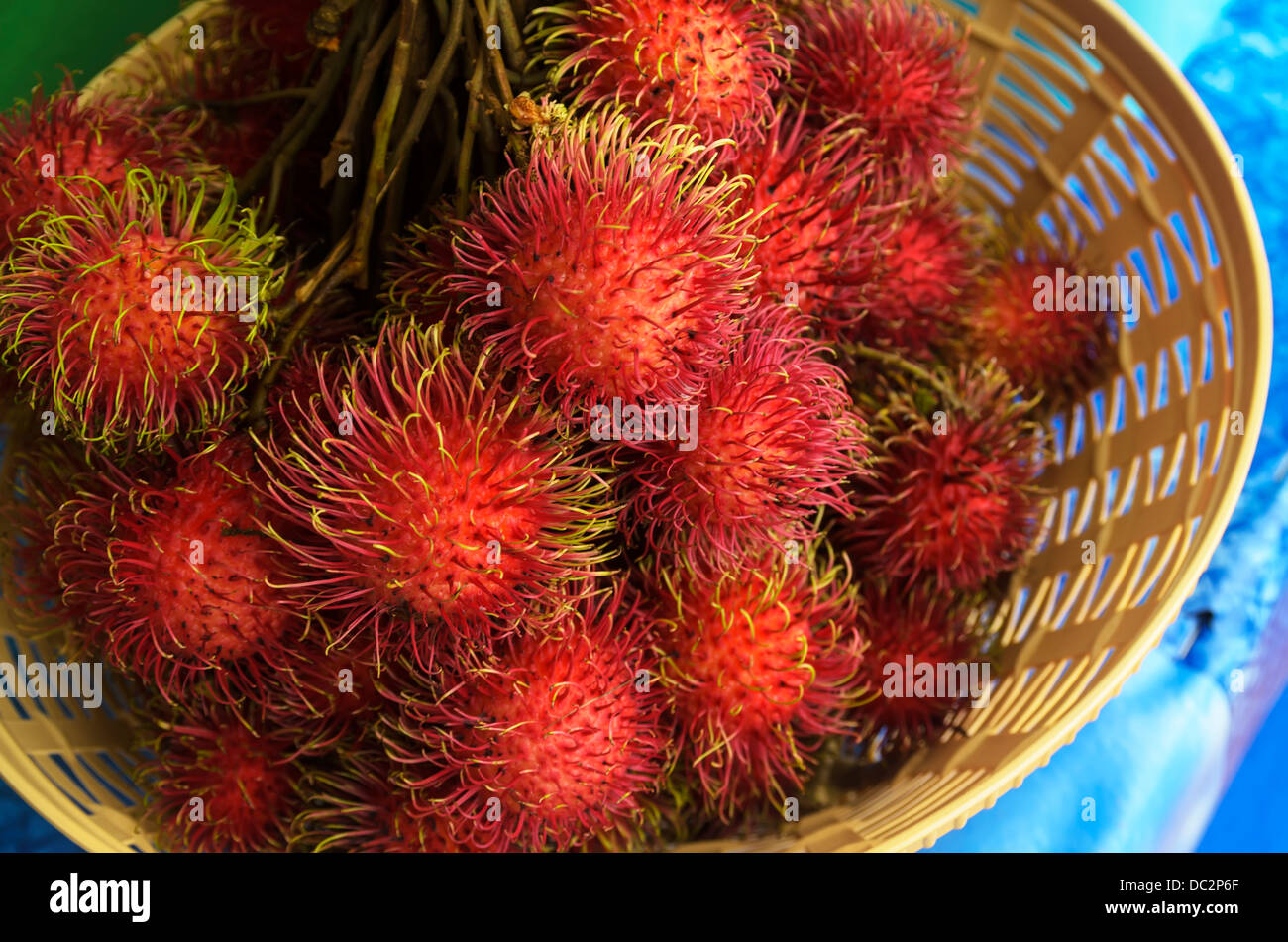 shallot onion allium scallion vegetable ingredient pearl green gold