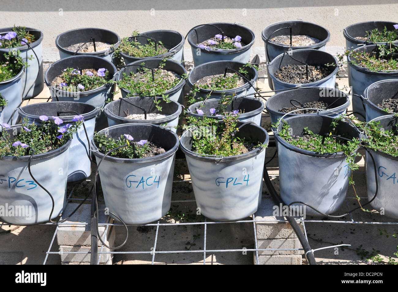 Rooftop garden experiment plants are monitored for growth using