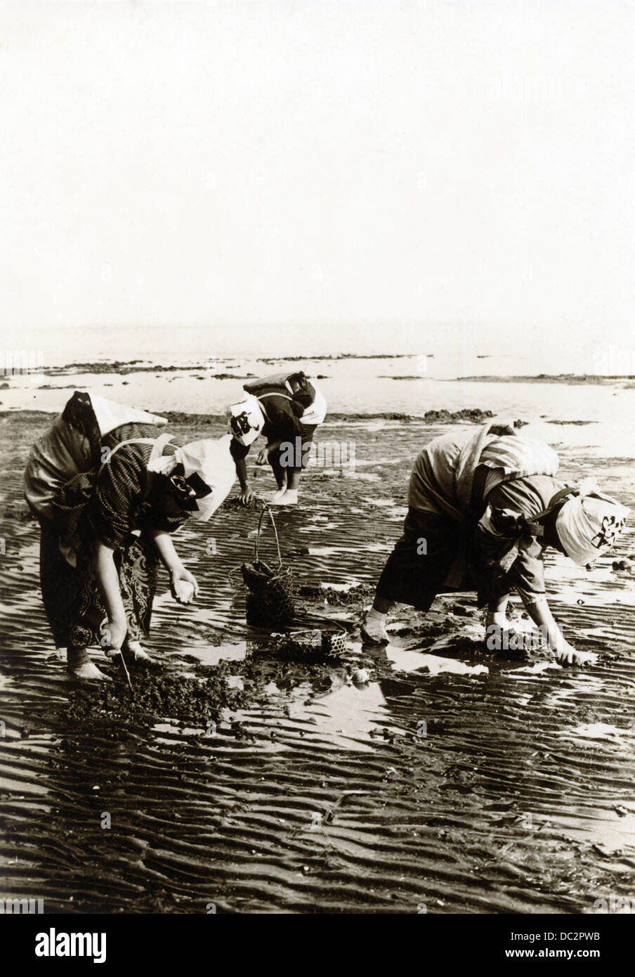 Women collecting mussels on the beach during falling tide. Pictured in