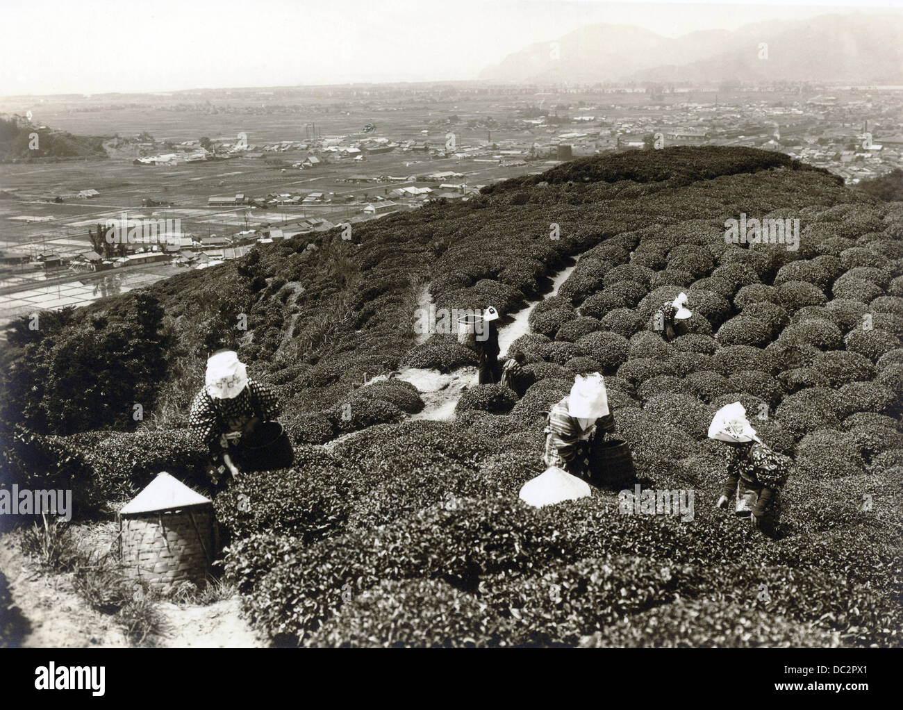 Harvesting tea nearTokyo. Pictured in the early 1920th. Stock Photo