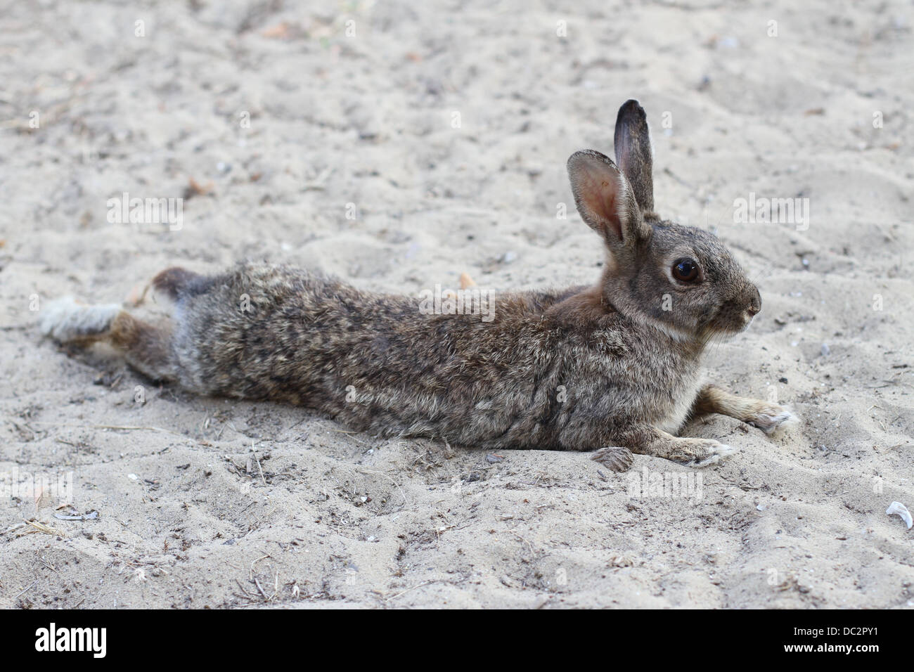 Lying down hare hires stock photography and images Alamy