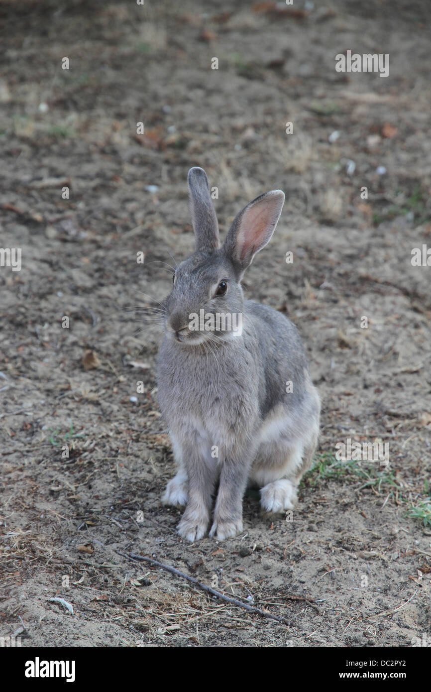 grey rabbit wild waiting for food or some grass Stock Photo