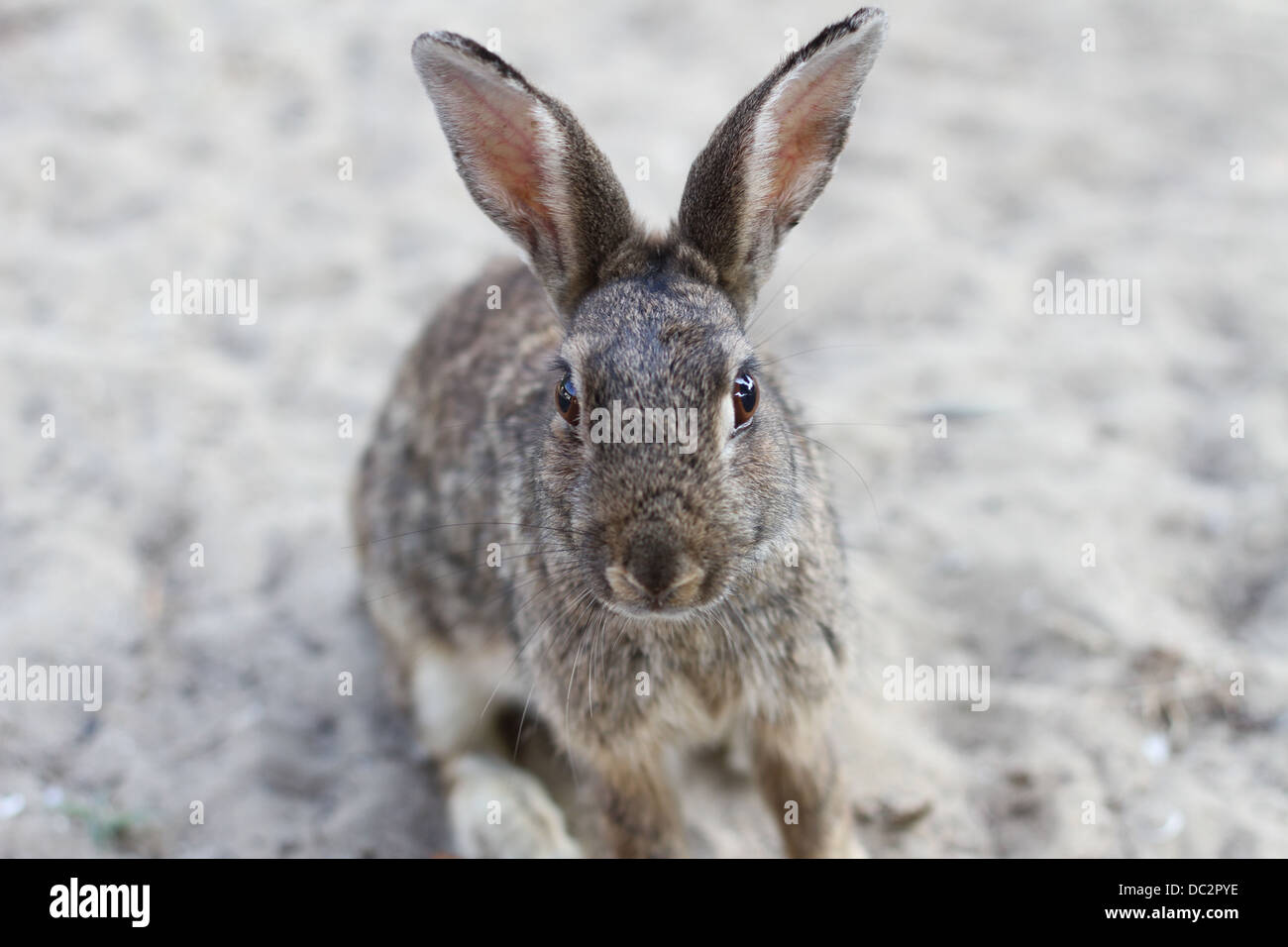 Wild rabbit with long ears and lively eyes Stock Photo