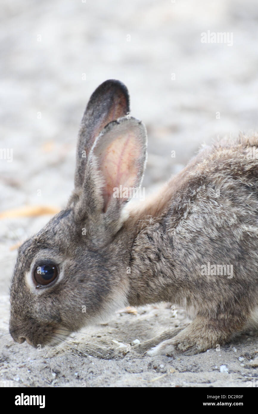 Wild rabbit with long ears and lively eyes Stock Photo