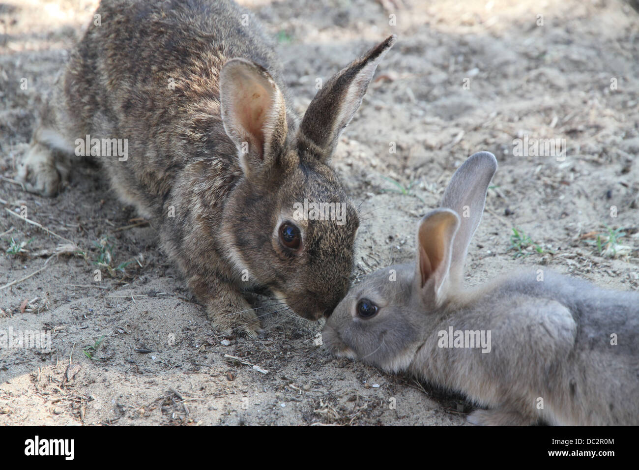 pair of rabbits with the soft hair and long ears Stock Photo