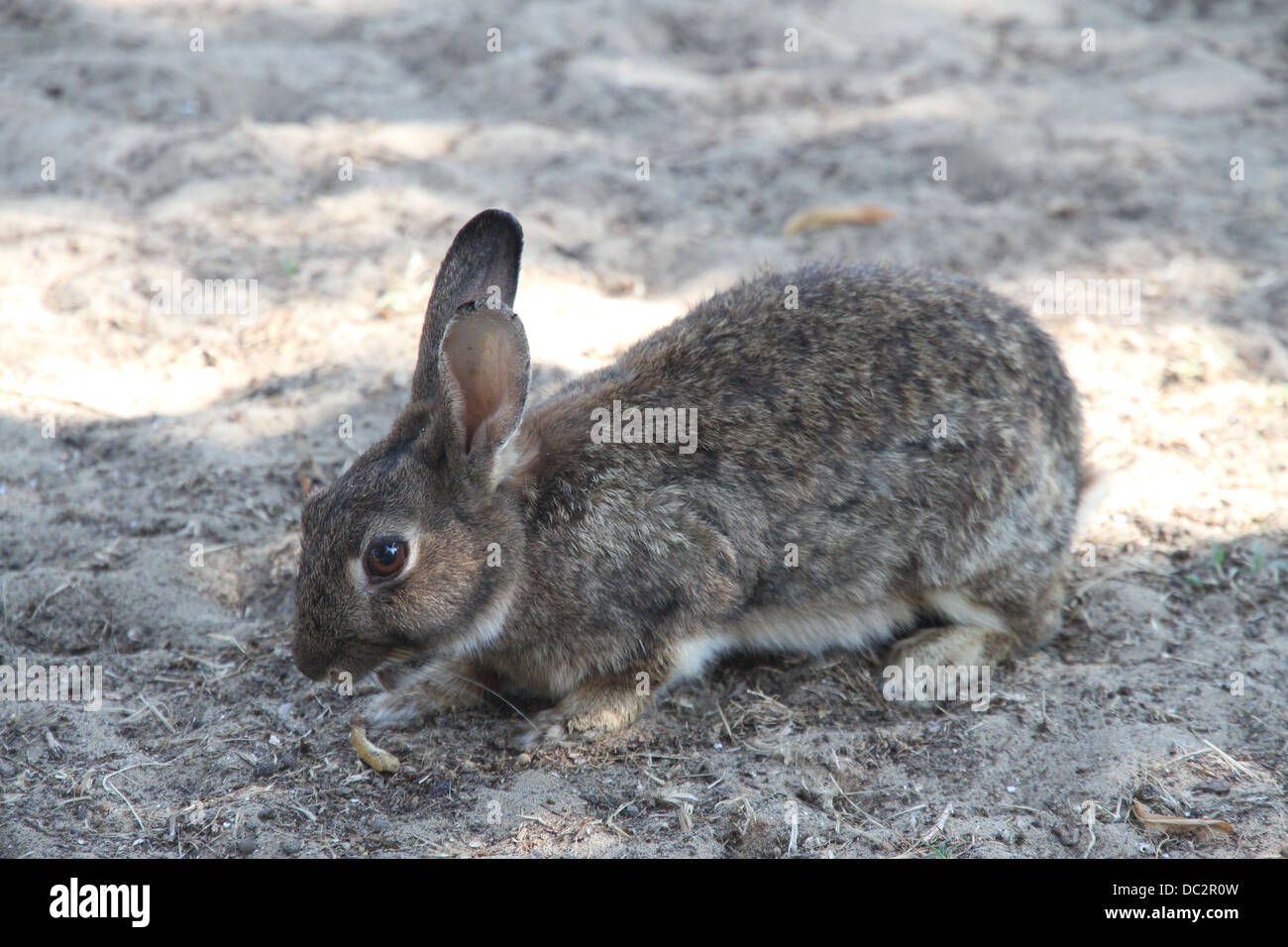 rabbit with long hair while eating the food Stock Photo