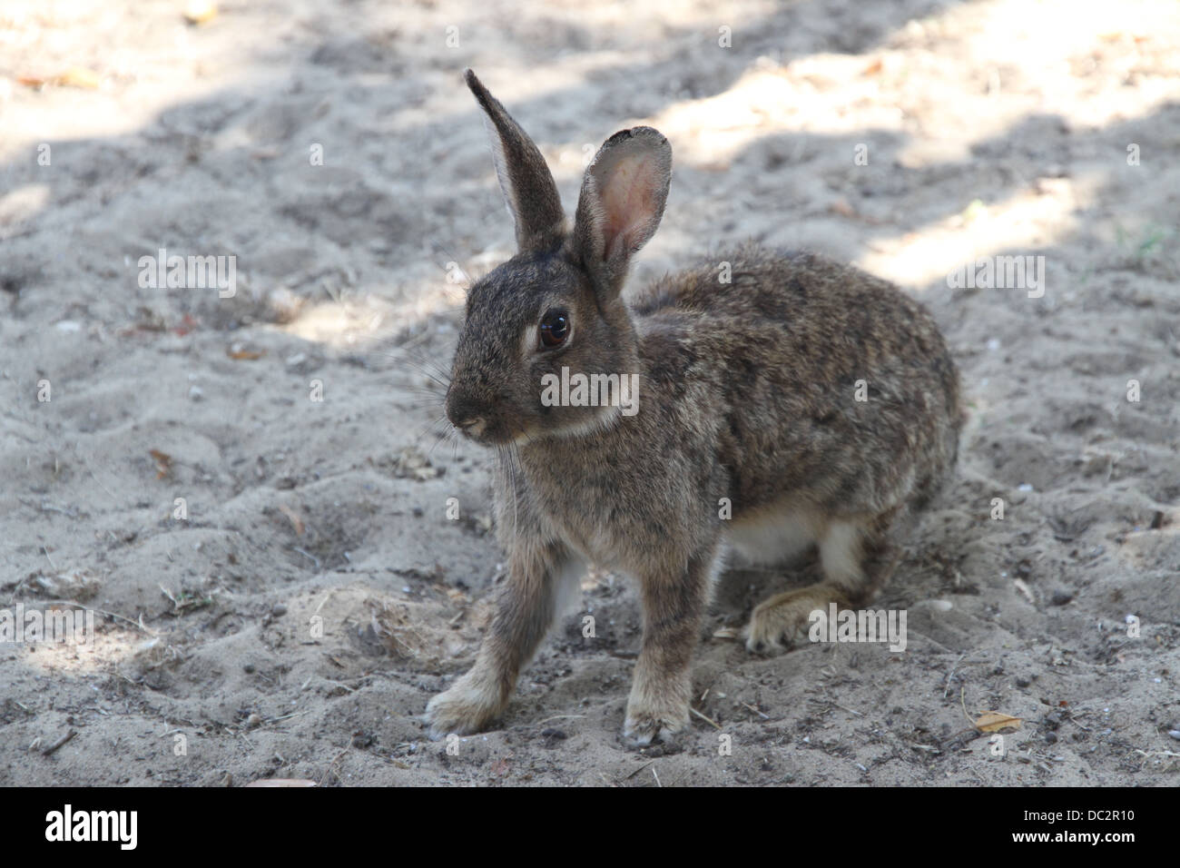 Wild rabbit in the middle of the sand in search of food Stock Photo