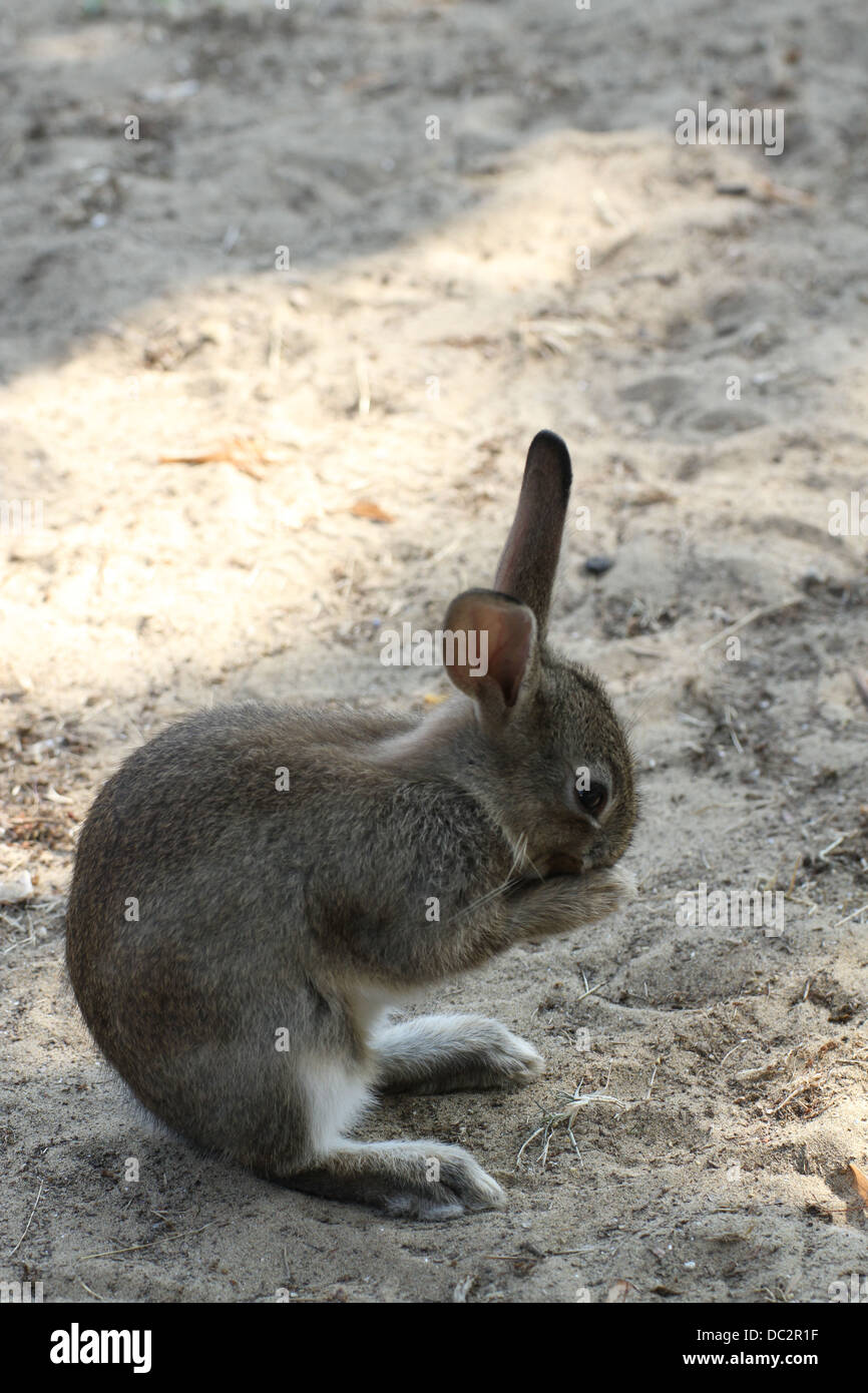 Wild rabbit with long ears while you clean the muzzle Stock Photo