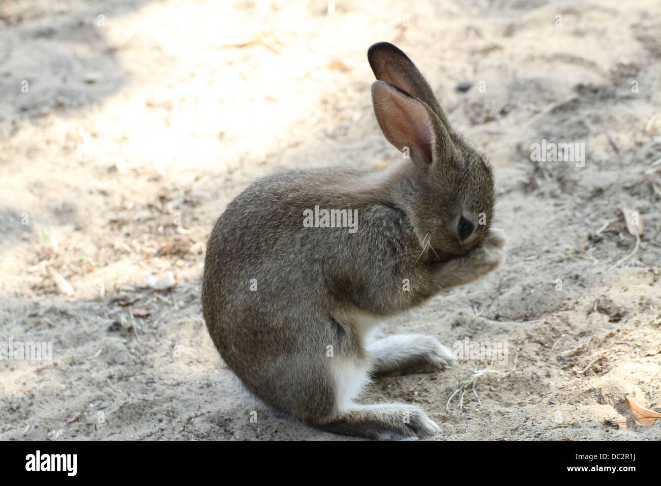 rabbit with very long ears while you clean the muzzle Stock Photo