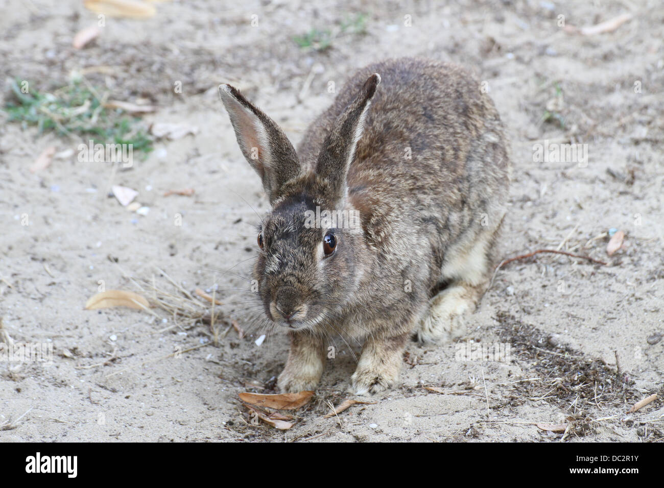 cute rabbit with Brown fur around the beach looking for food Stock Photo