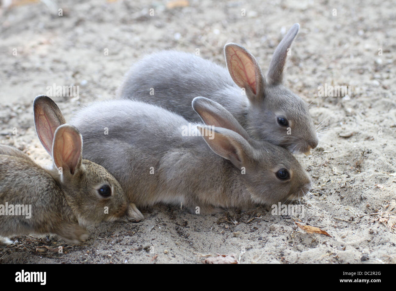 three rabbits with the soft hair and long ears Stock Photo
