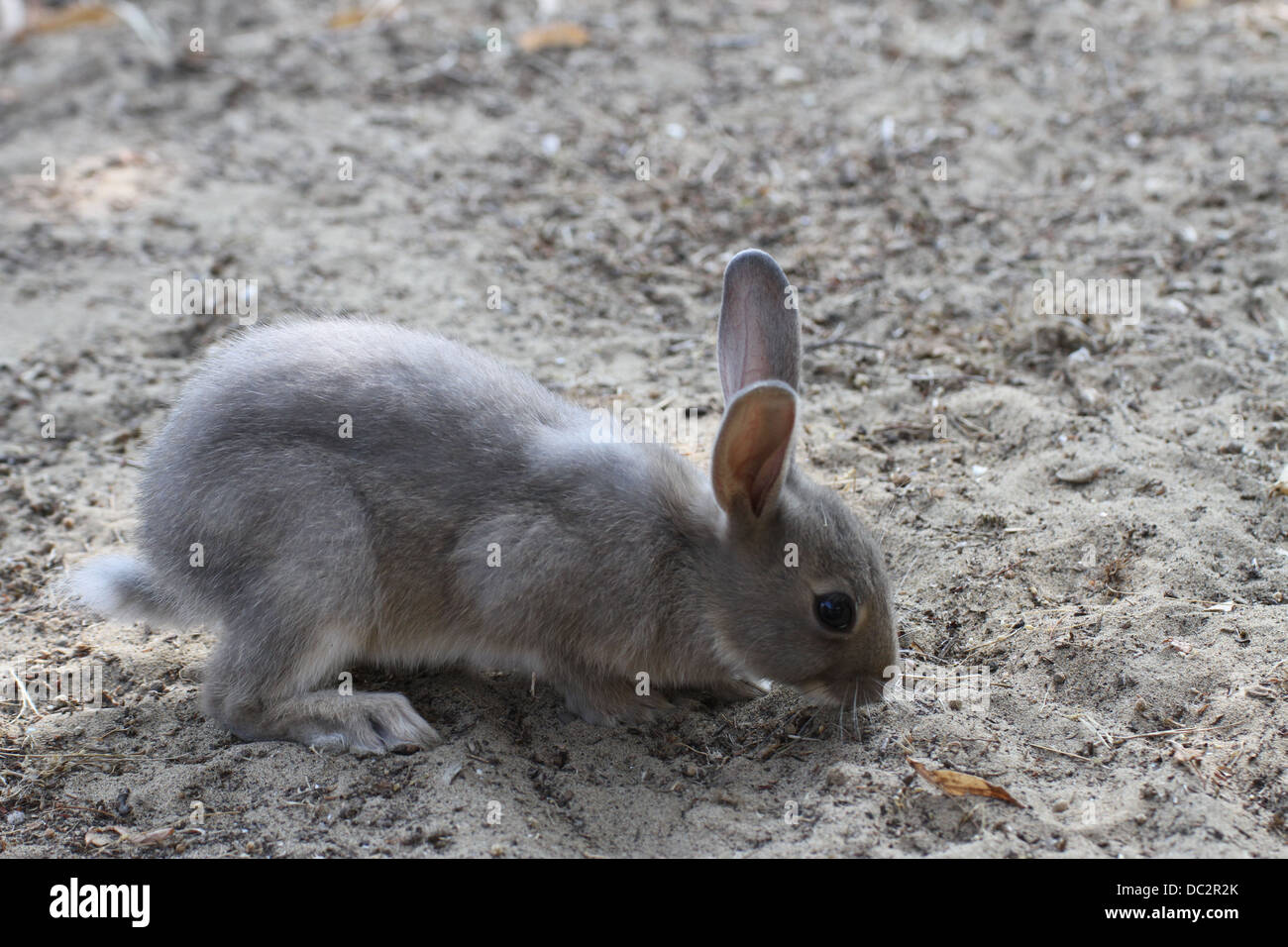 Rabbit with wild gray hair among the Prairie sand Stock Photo