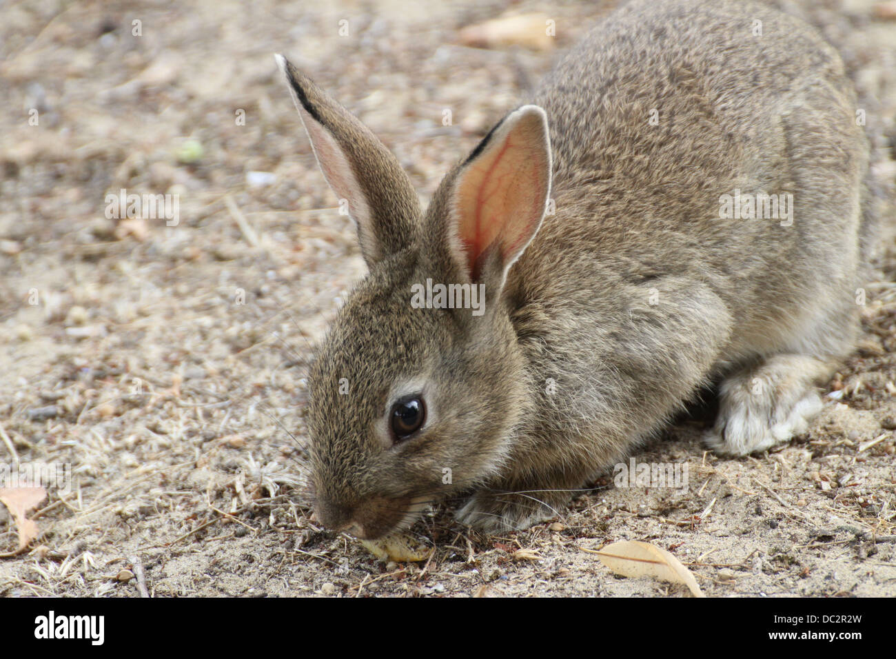 rabbit with the soft hair and long ears Stock Photo