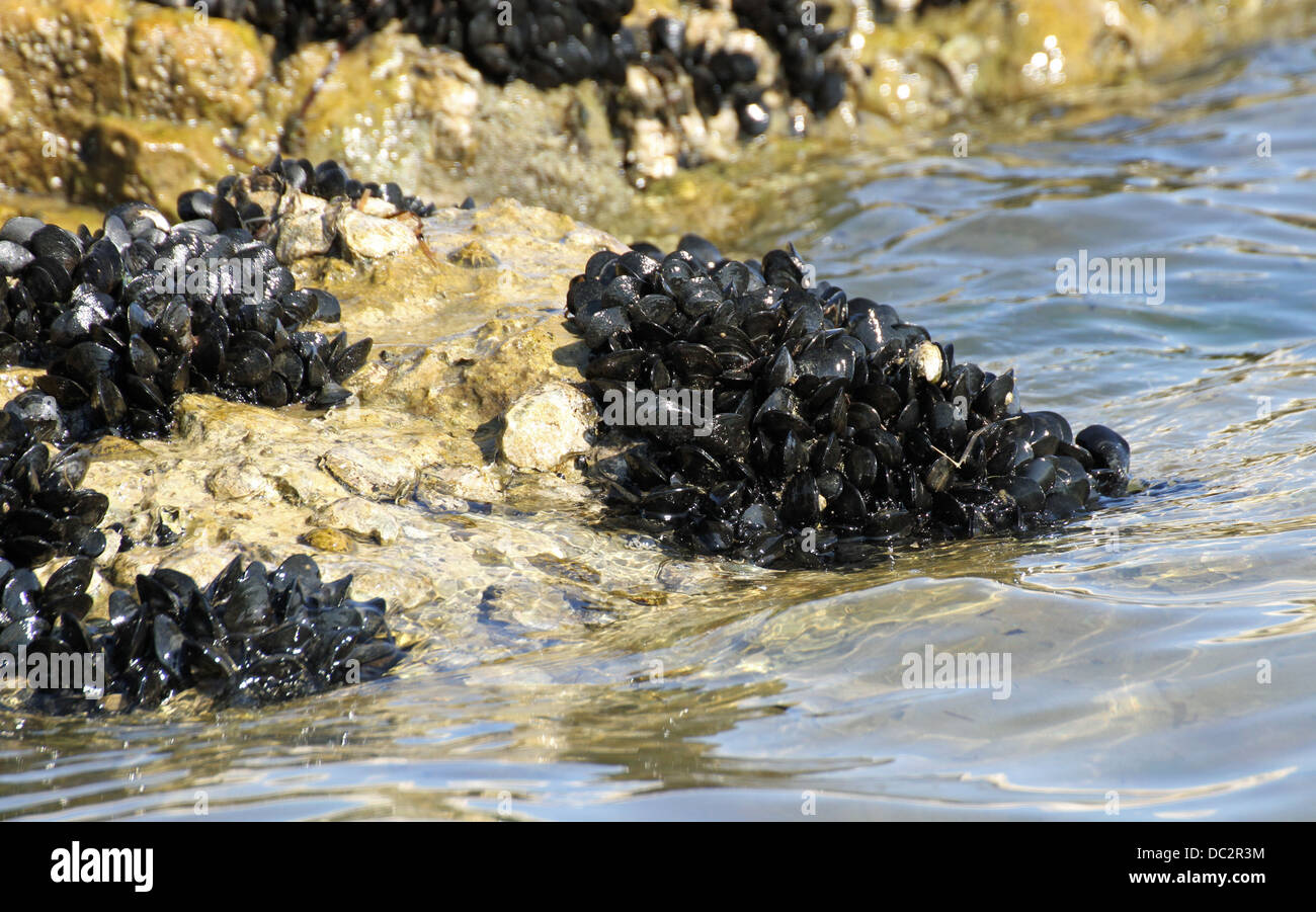 Group of mussels and mussel shells on the rocks by the sea Stock Photo