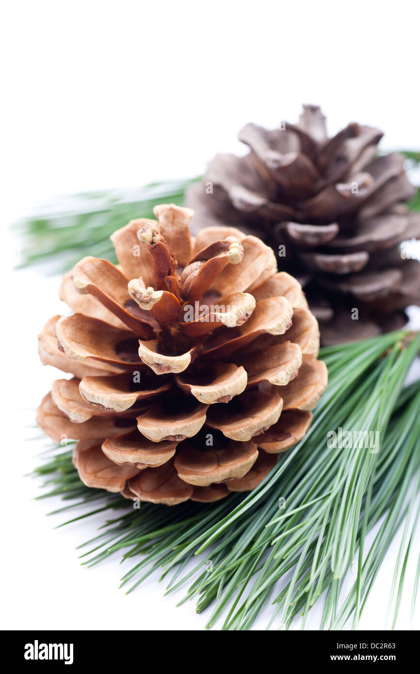 Pine cones and branch needles on white background Stock Photo - Alamy