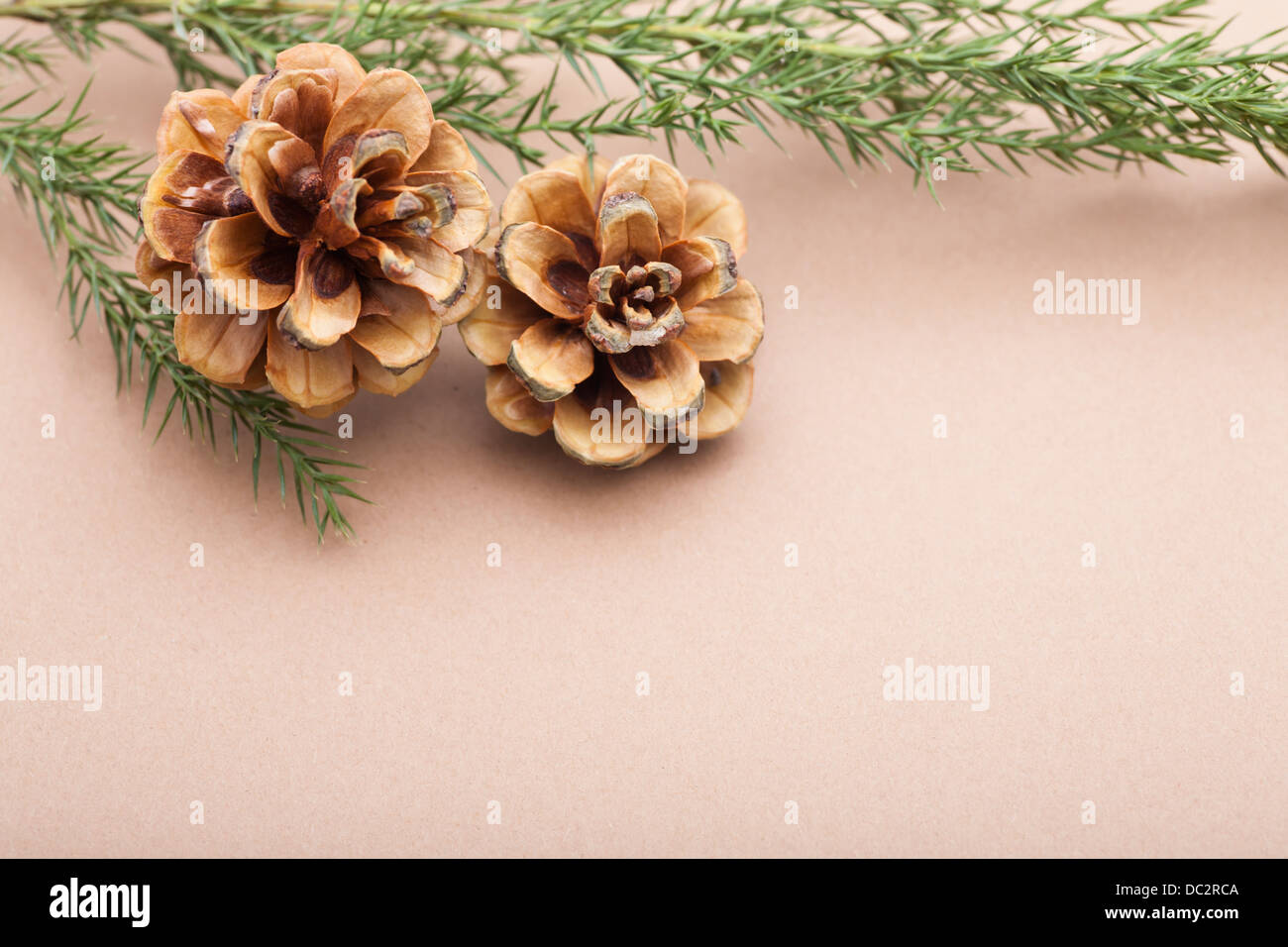 Pine Cones with Copyspace on brown background. Stock Photo