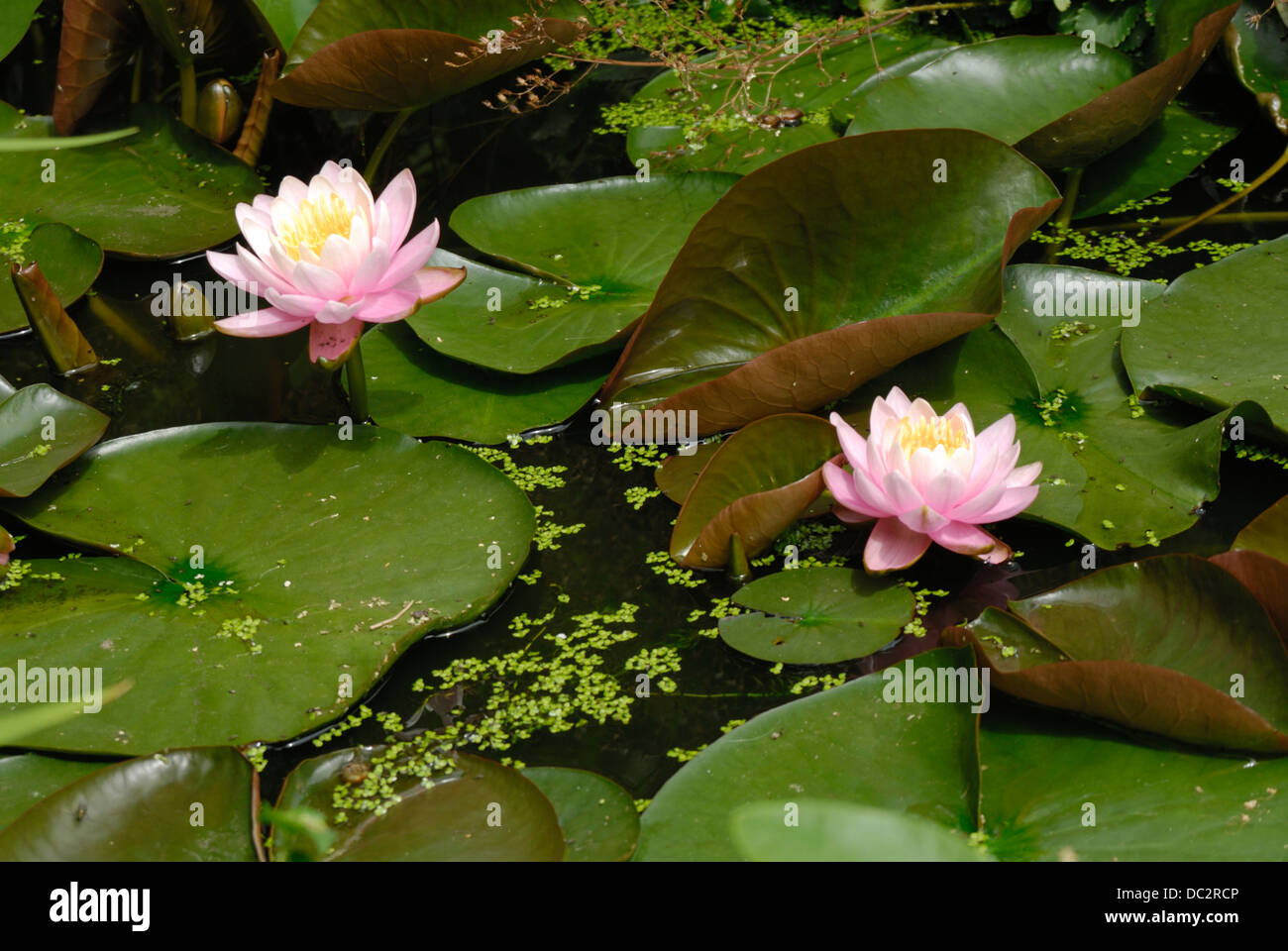 Garden pond with Lilly and leaf Stock Photo