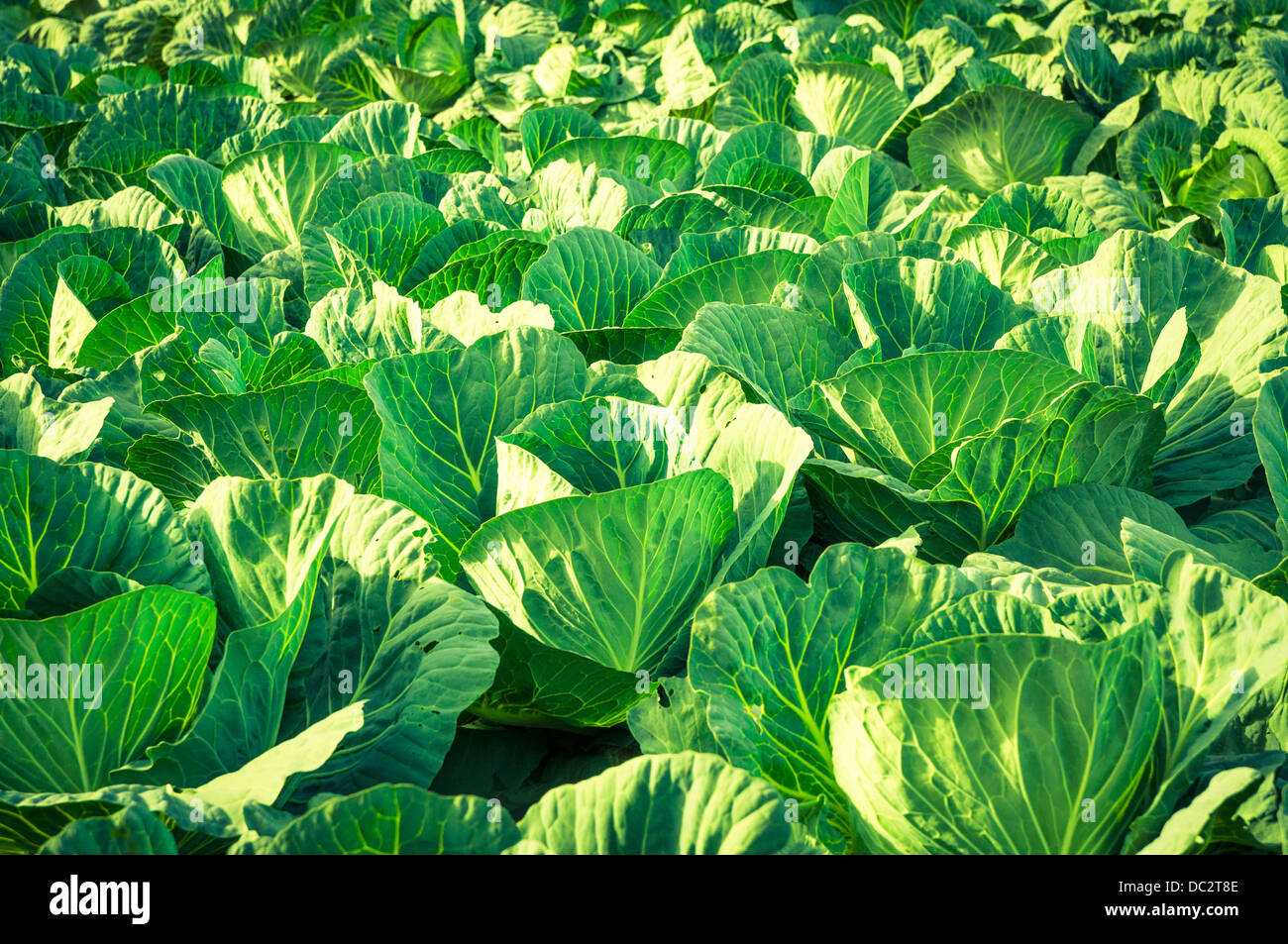 An image of cabbage ready to harvest Stock Photo Alamy