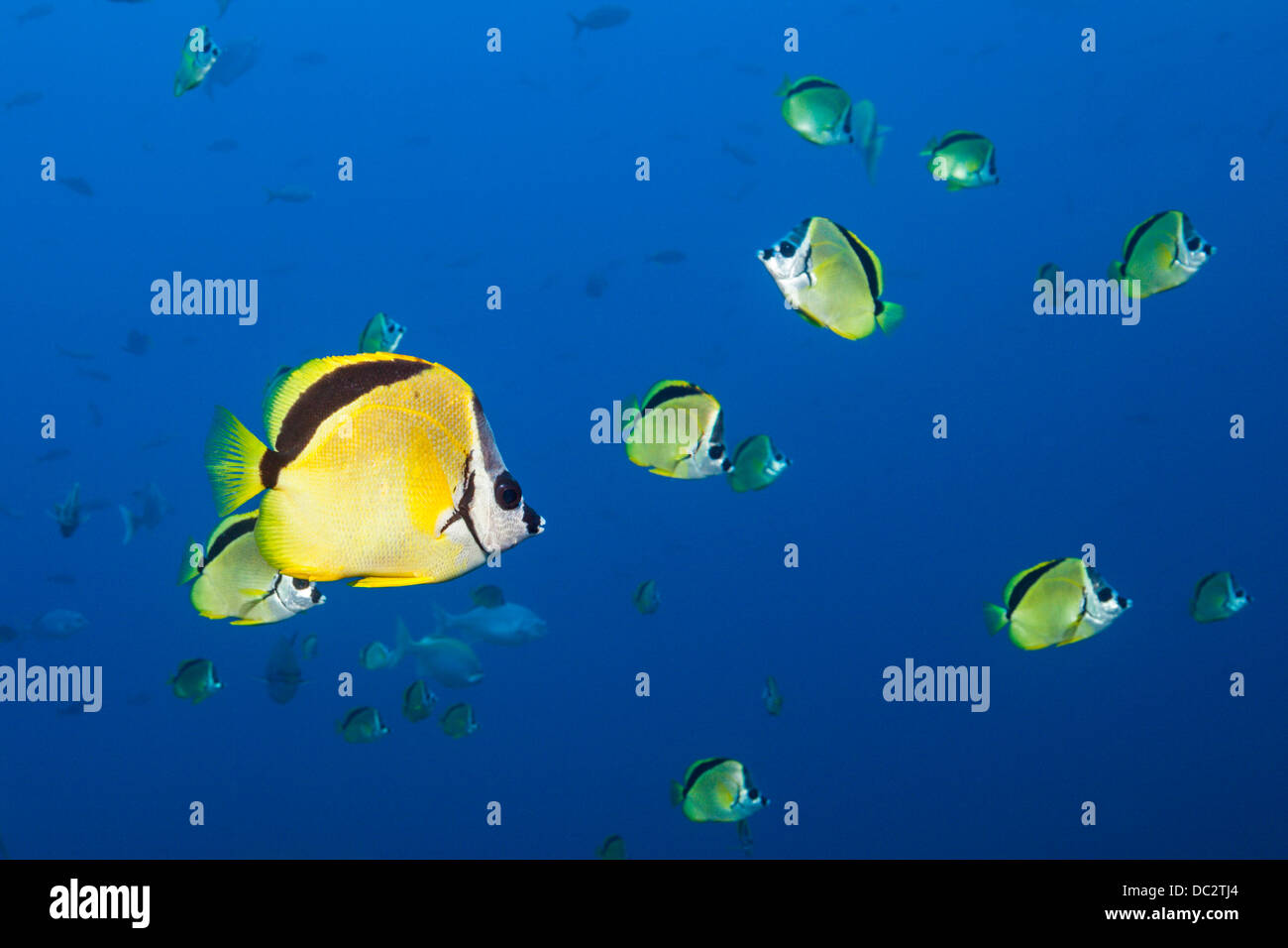 Shoal of Barberfish, Johnrandallia nigrirostris, Cabo San Lucas, Baja ...